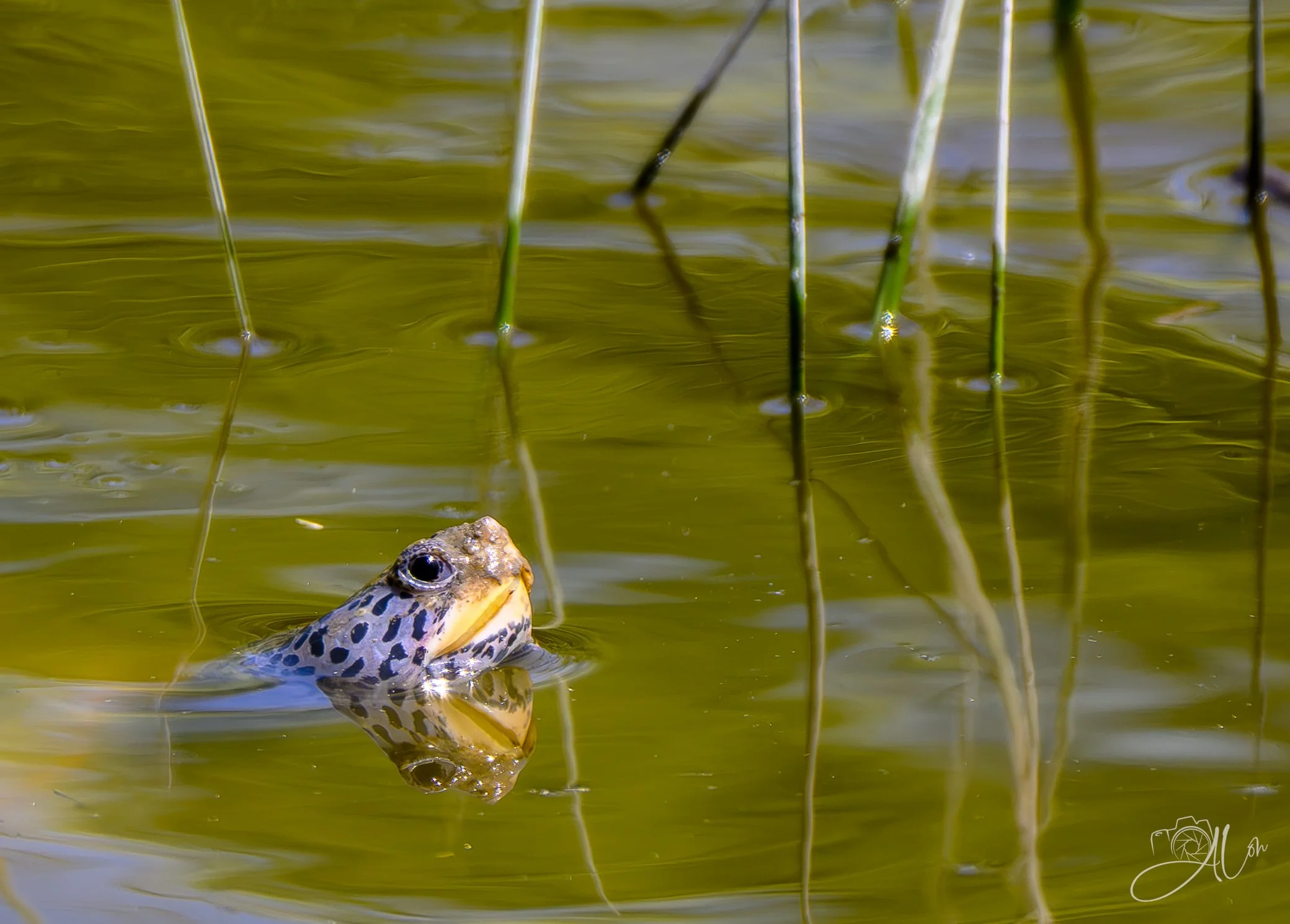 Up for O2
(Diamondback Terrapin)
0Z89794