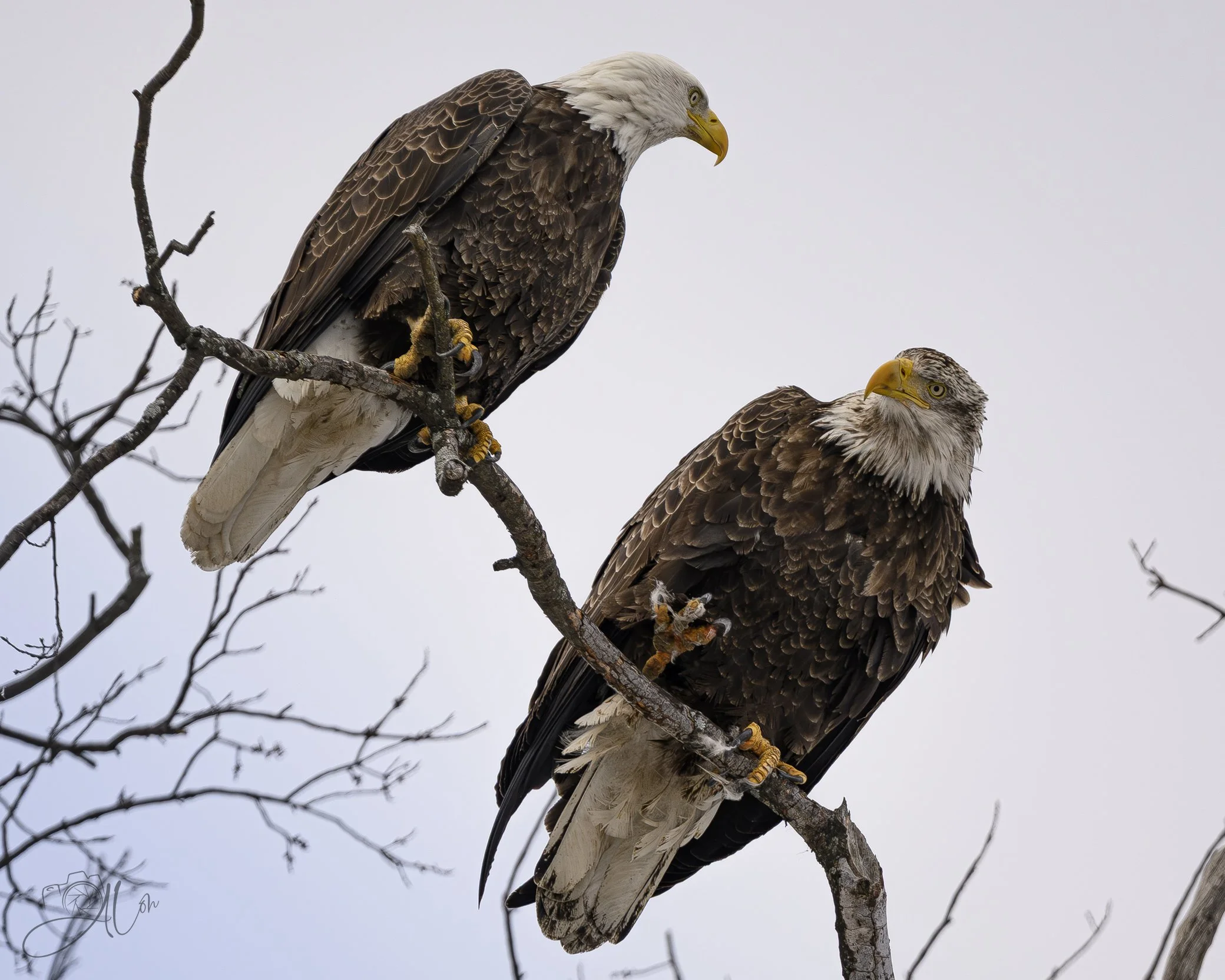 The Morning News
(Bald Eagles)
0Z80039
