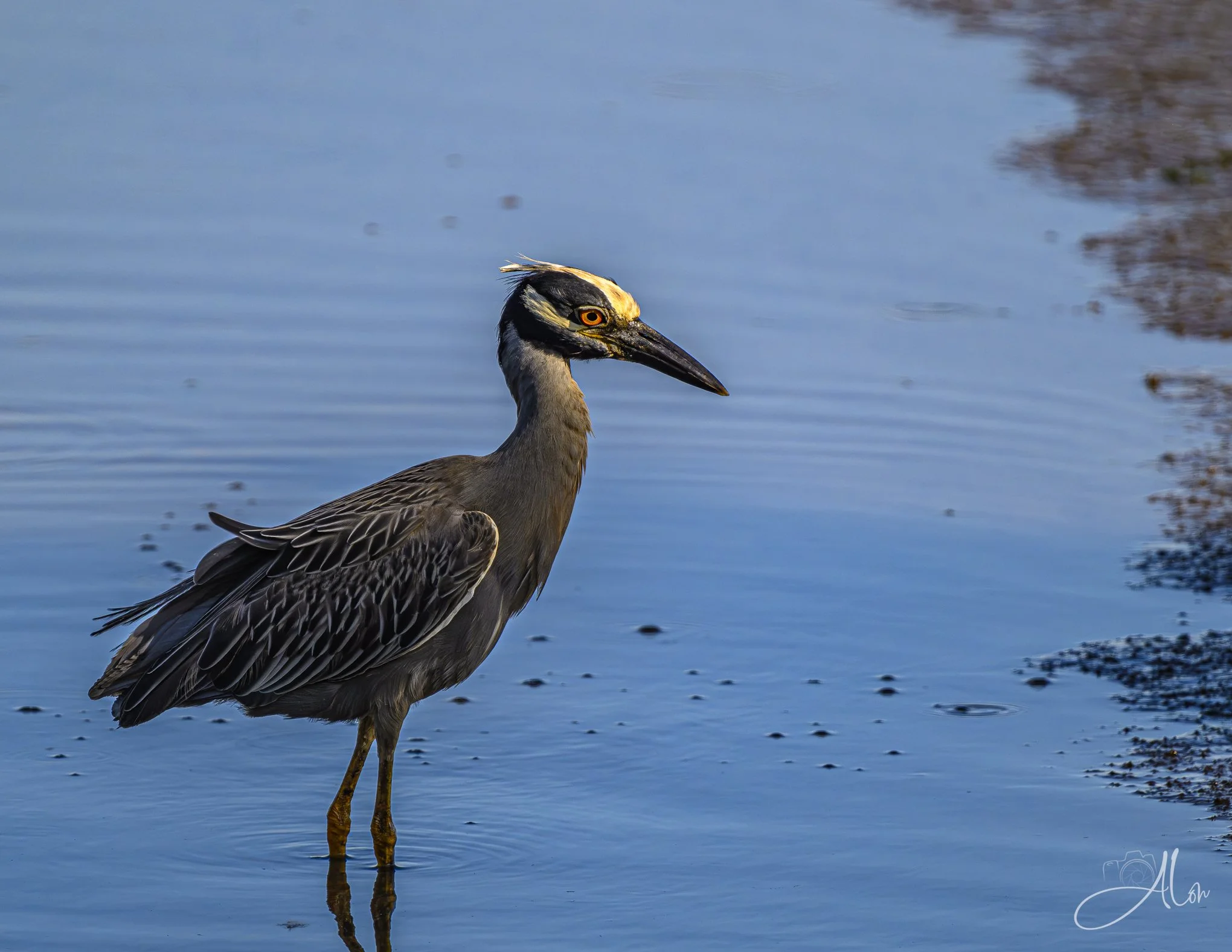 You're Simply Glowing (Yellow-Crowned Night Heron) 0Z82504