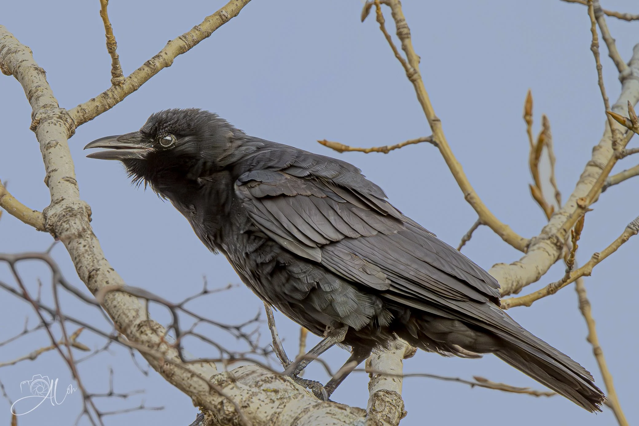Carry On
(American Crow)
0Z89519