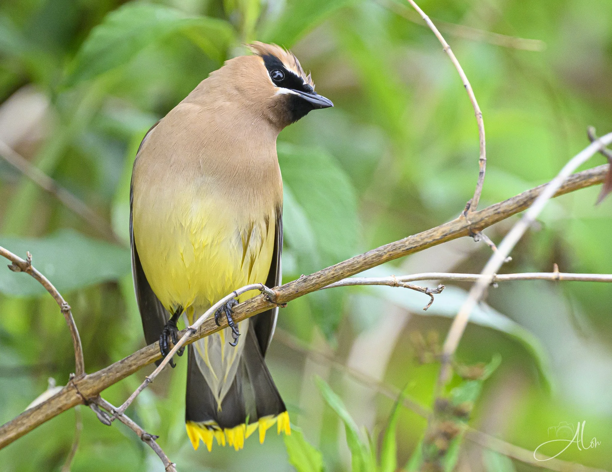 Suspicious (Cedar Waxwing) 0Z81178