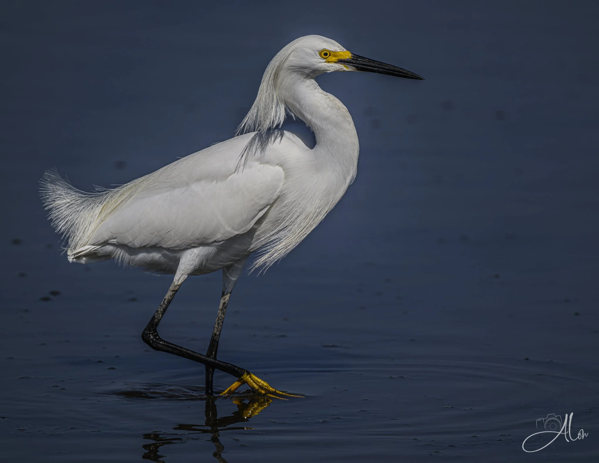 Prancing (Snowy Egret) Z8070326_4928