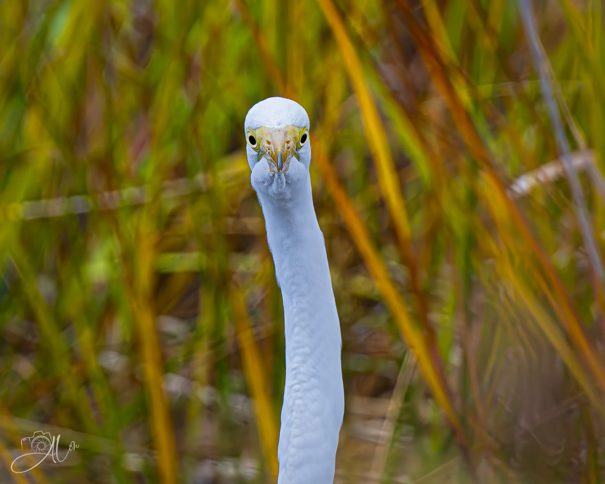 Constipation
(Great Egret)
0Z89576