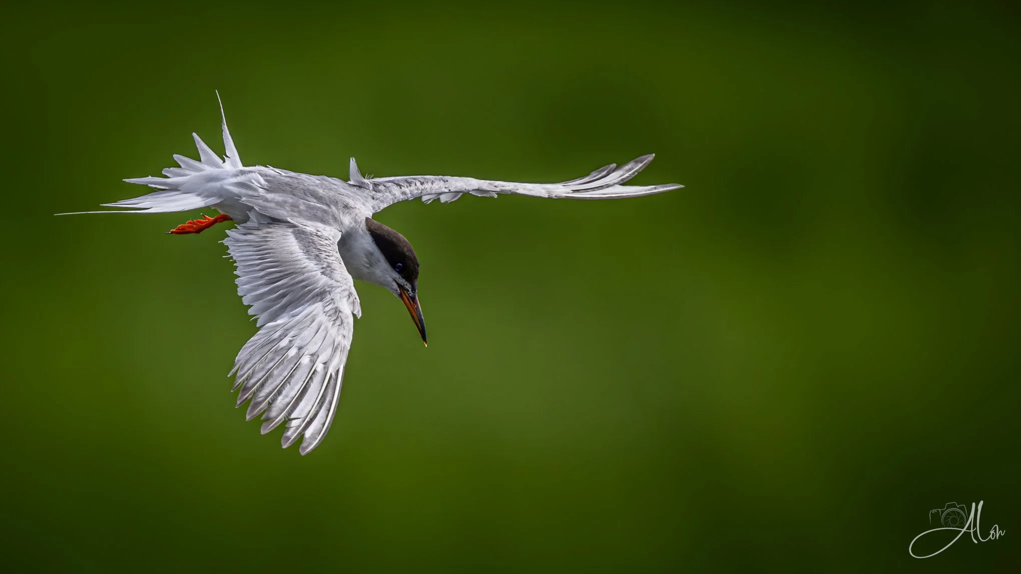 Fishing Survey (Forster's Tern) _0Z84567