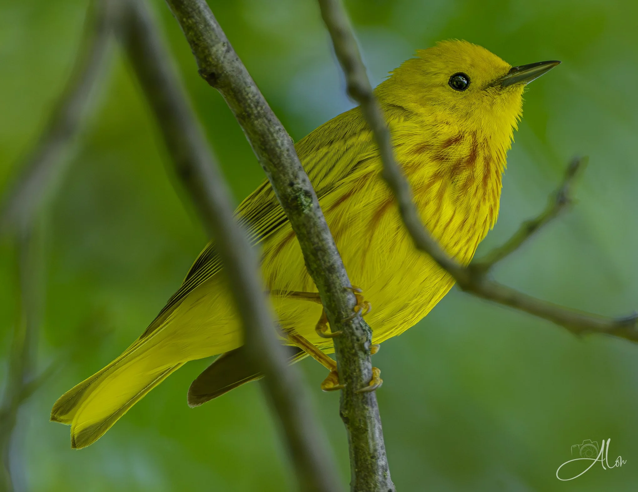 Behind the Lines (Northern Yellow Warbler) 0Z80687