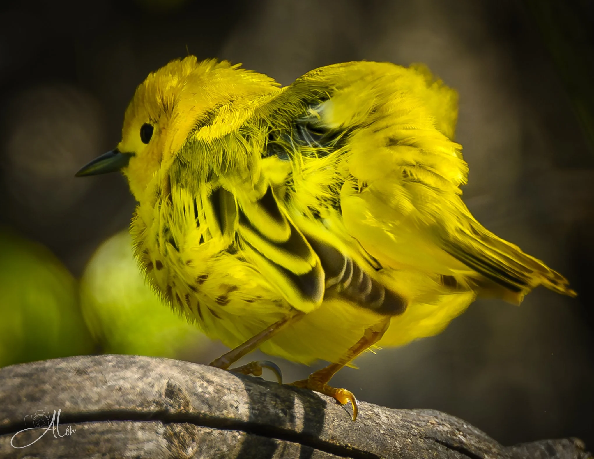 (American Goldfinch)
0Z82596