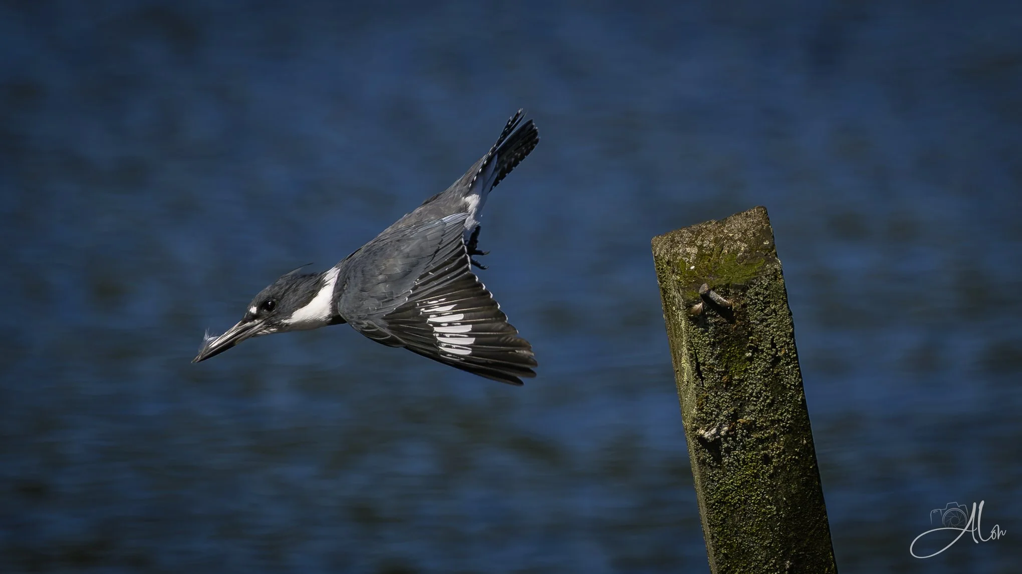Off to the Store (Belted Kingfisher) 081226_0034