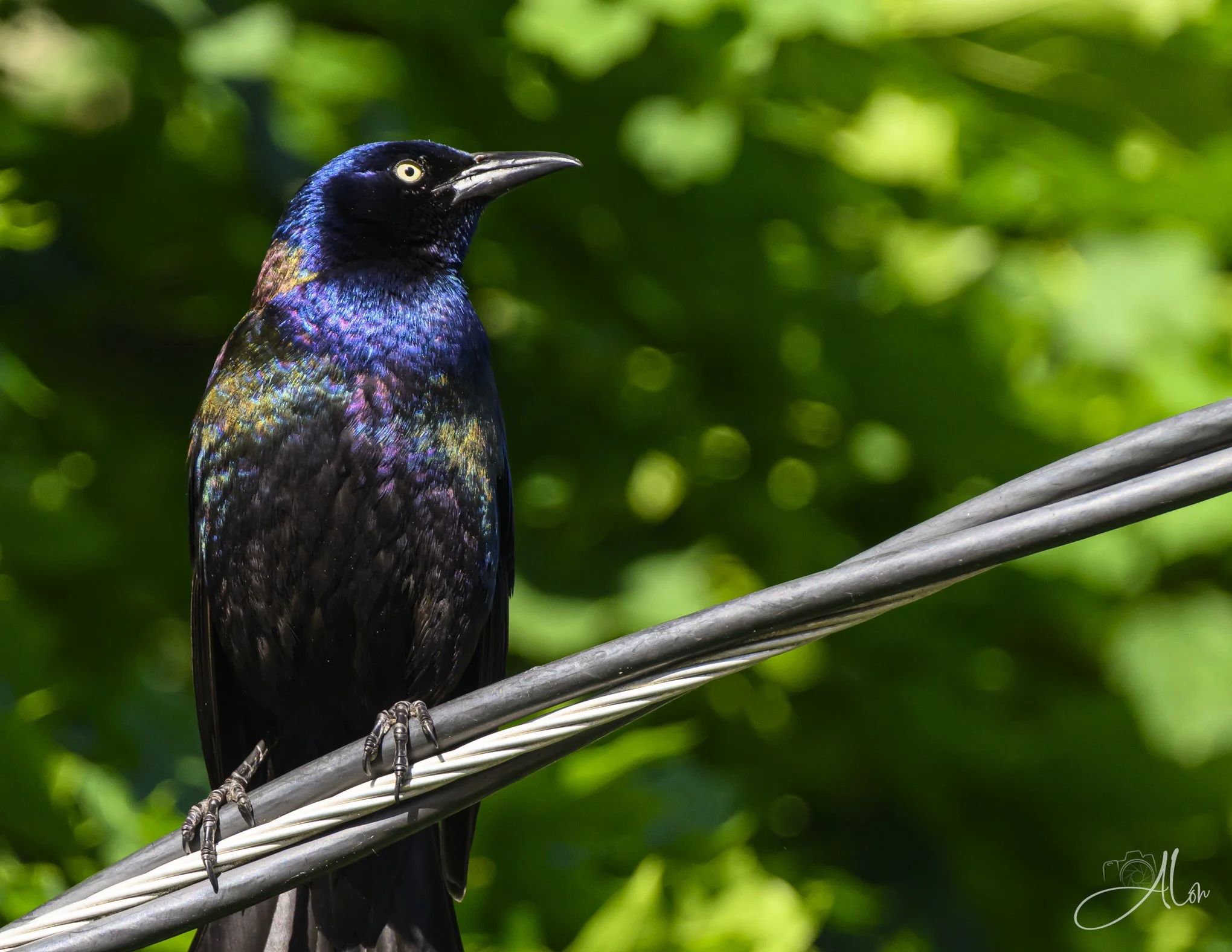 Eerie Des Ents (Common Grackle) 0Z82804