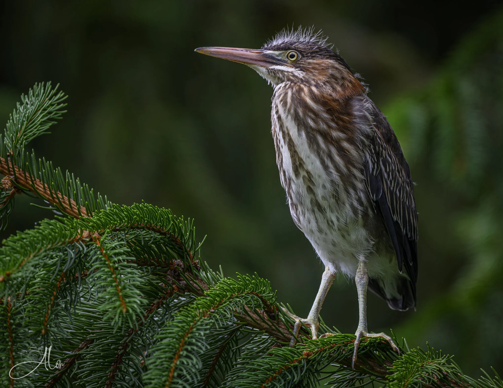Hands in Pockets (Green Heron) 20260711_0086