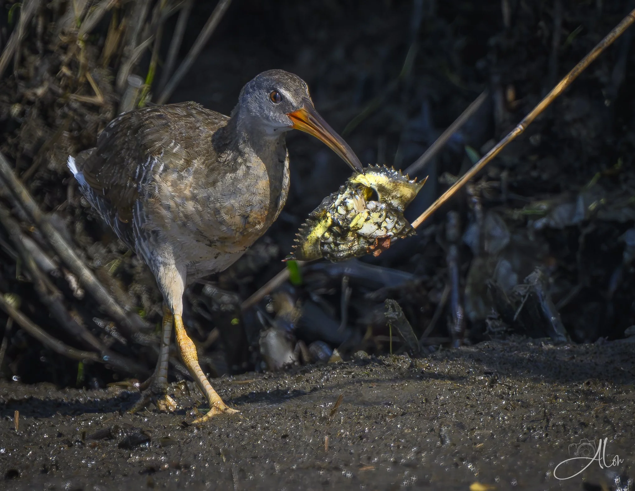 In-di-gest-shun (Clapper Rail) Z8070426_9052.jpg