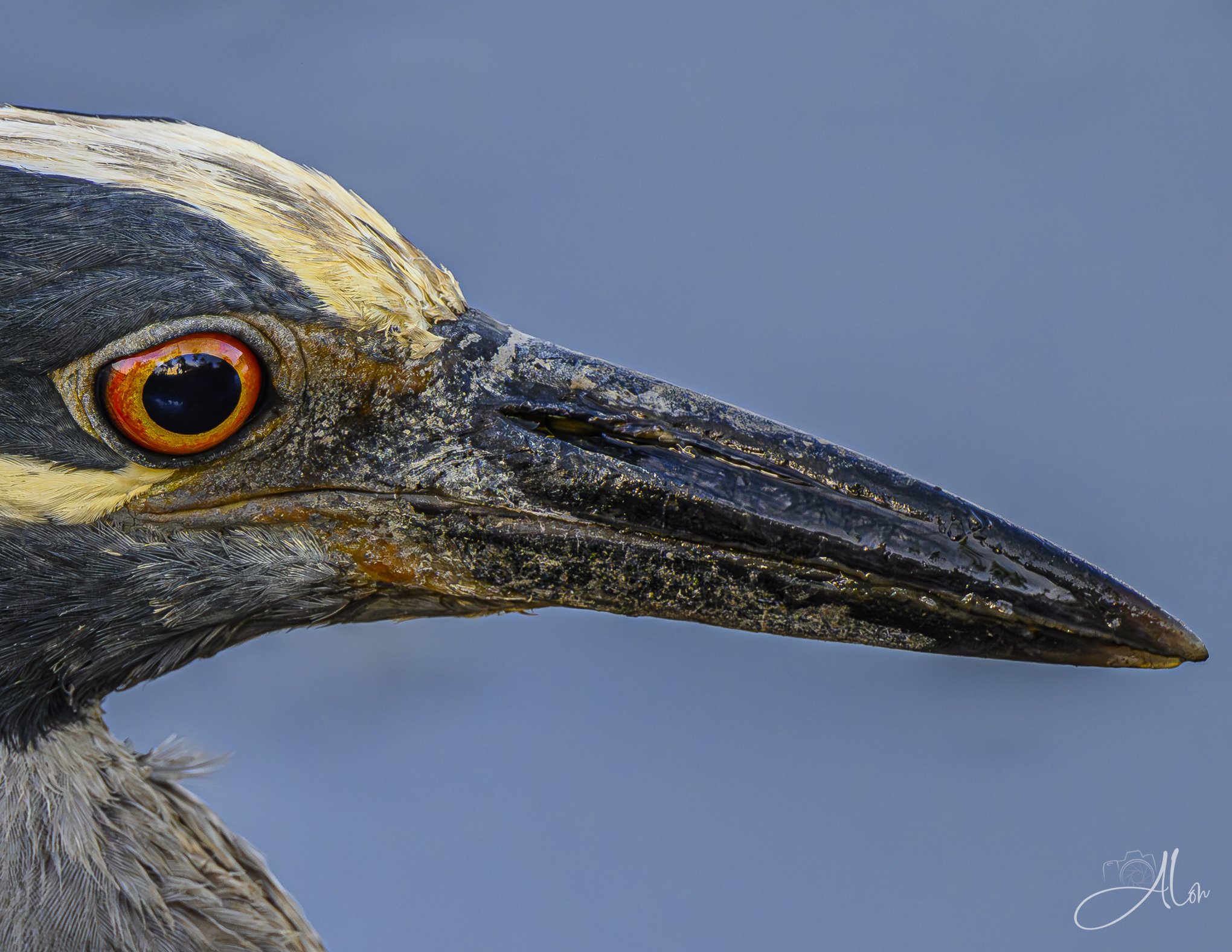 Sunrise at Dawn (Yellow-Crowned Night Heron) Z8070326_2728