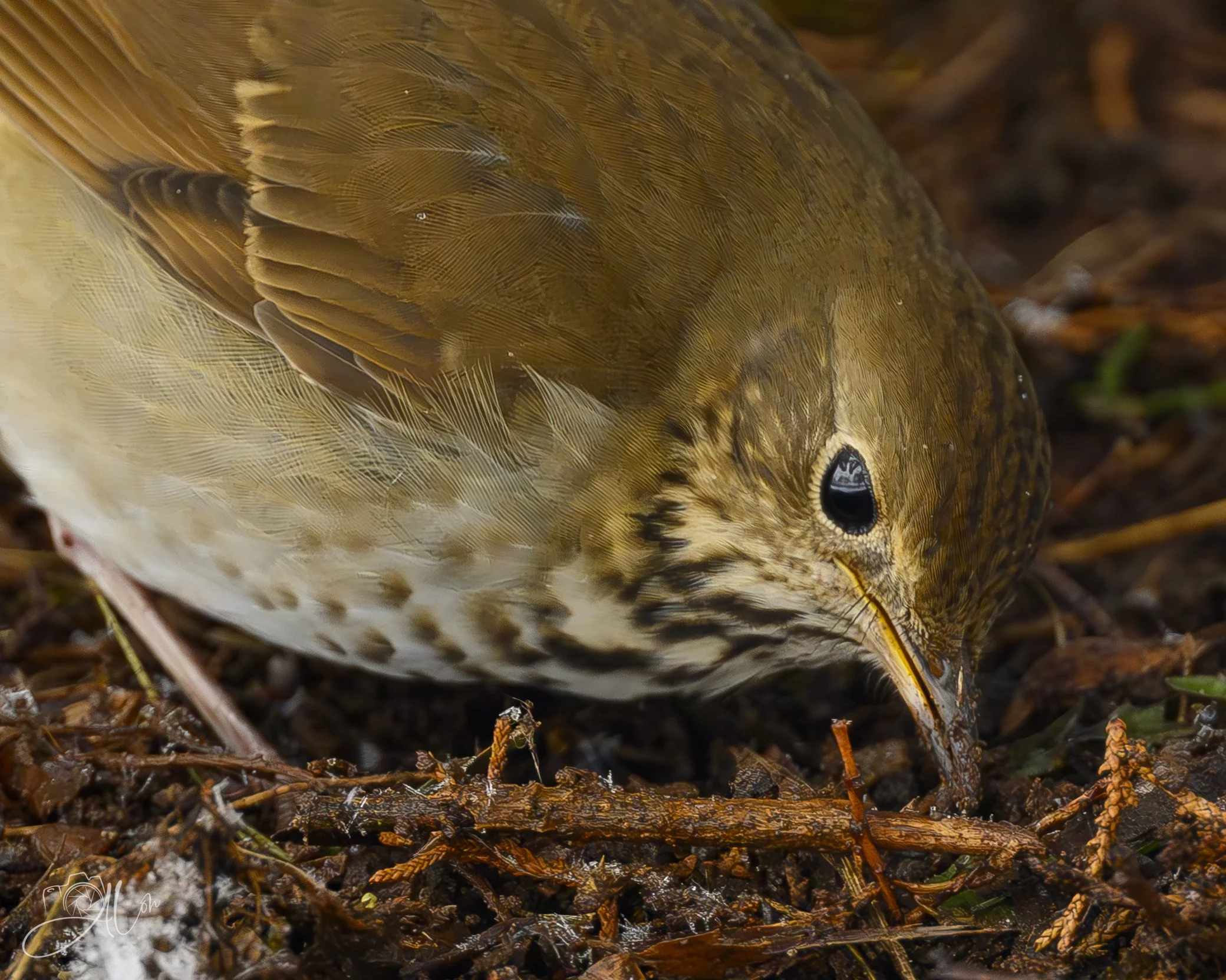 Beneath the Evergreens
(Hermit Thrush)
0Z84824