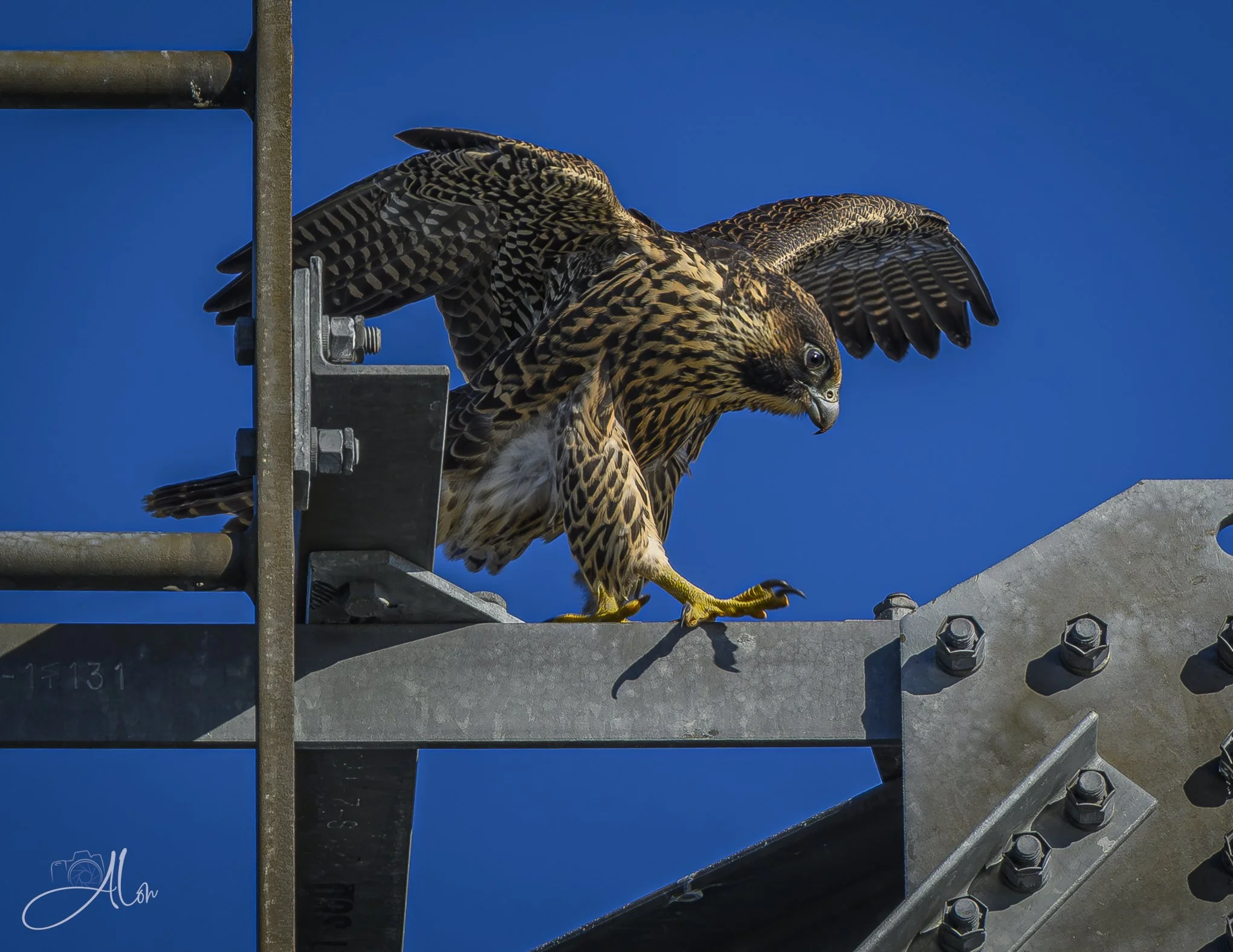 Sobriety Field Test (Peregrine Falcon) 0Z82896
