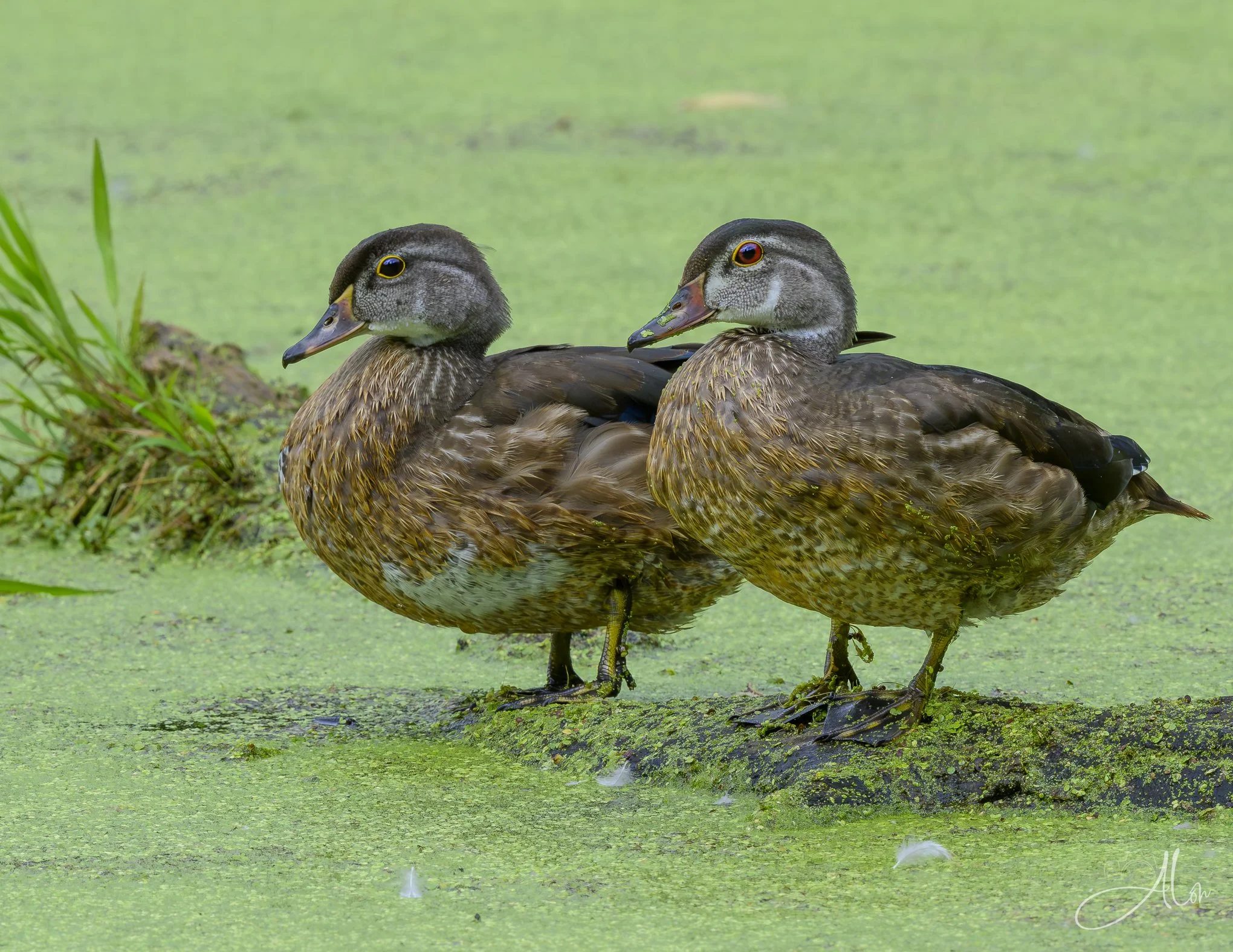 Youthful Days (Wood Ducks) 081226_0043