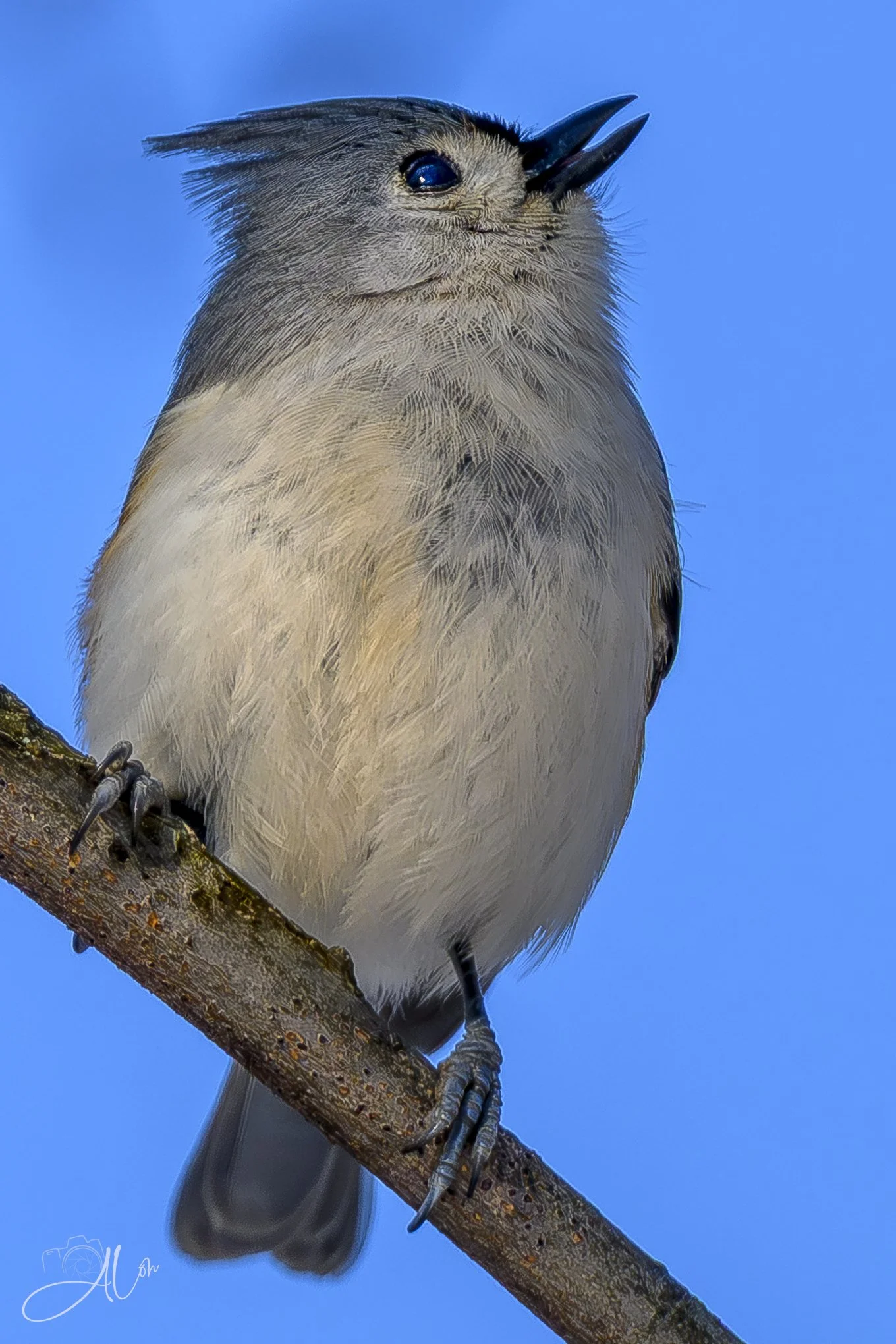 Stymied
(Tufted Titmouse)
0Z88668