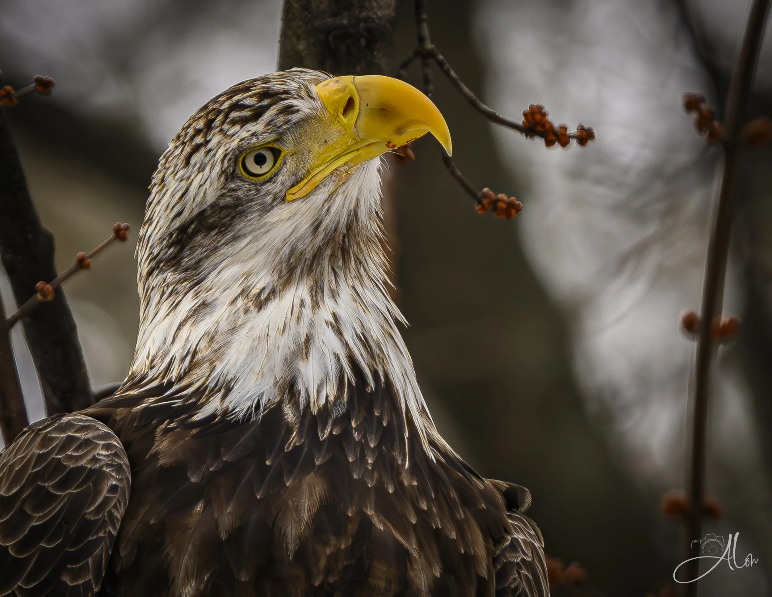Daydream Believer (Bald Eagle) 0Z88689