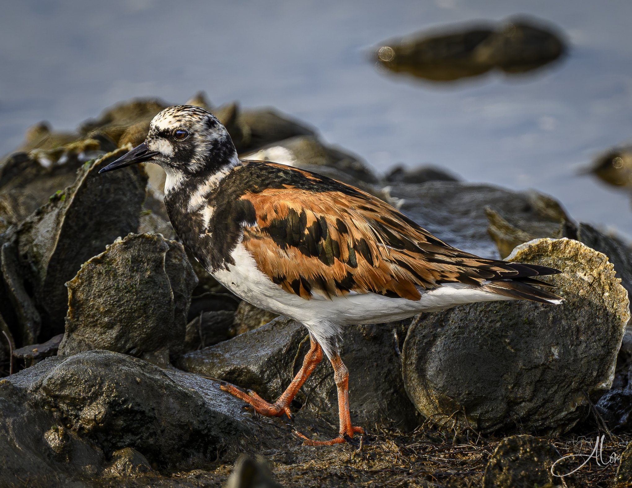On the Rocks (Ruddy Turnstone) 082026_4527