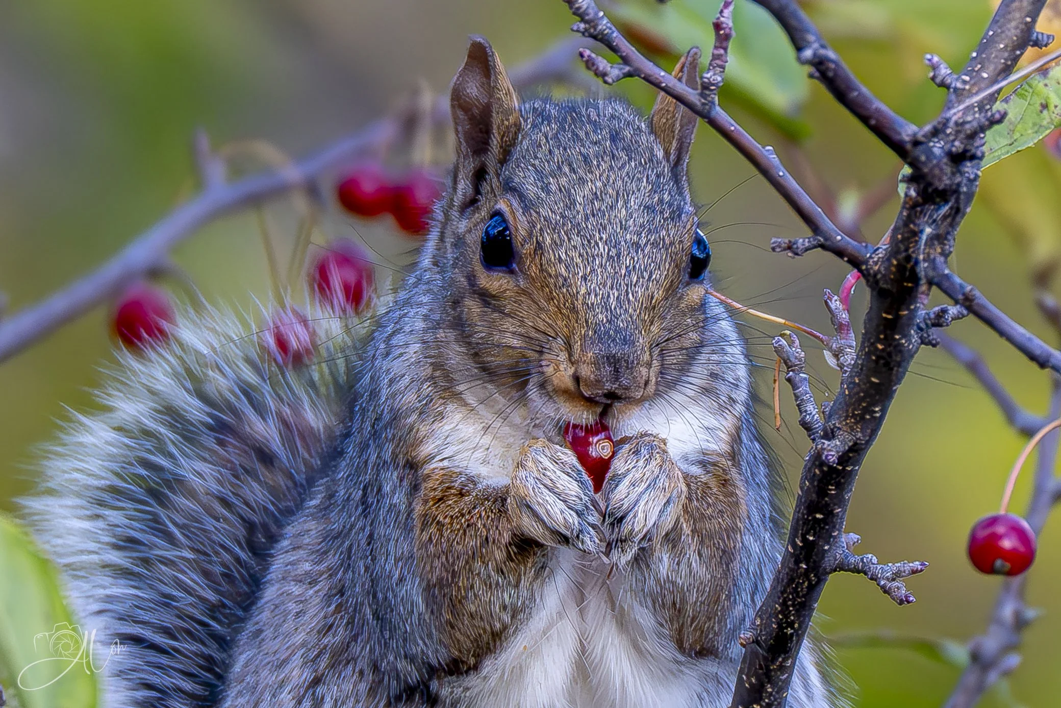 Shared Delights
(Eastern Gray Squirrel)
0Z81753