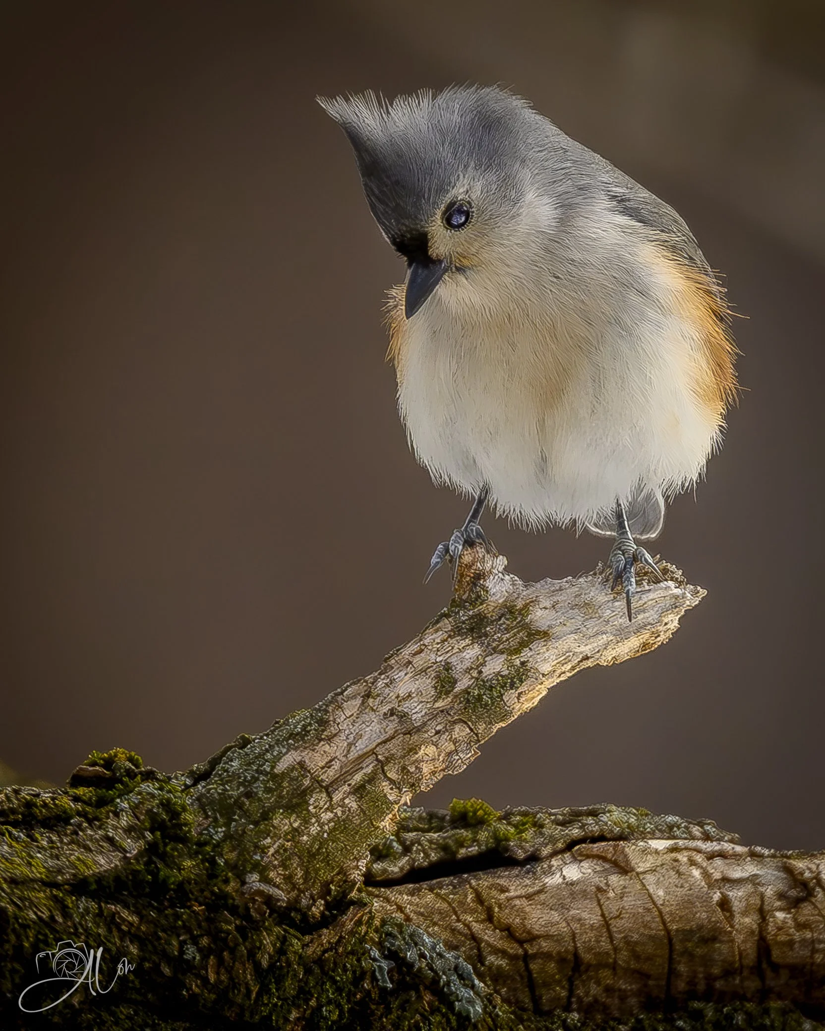 Uncertainty
(Tufted Titmouse)
0Z80592