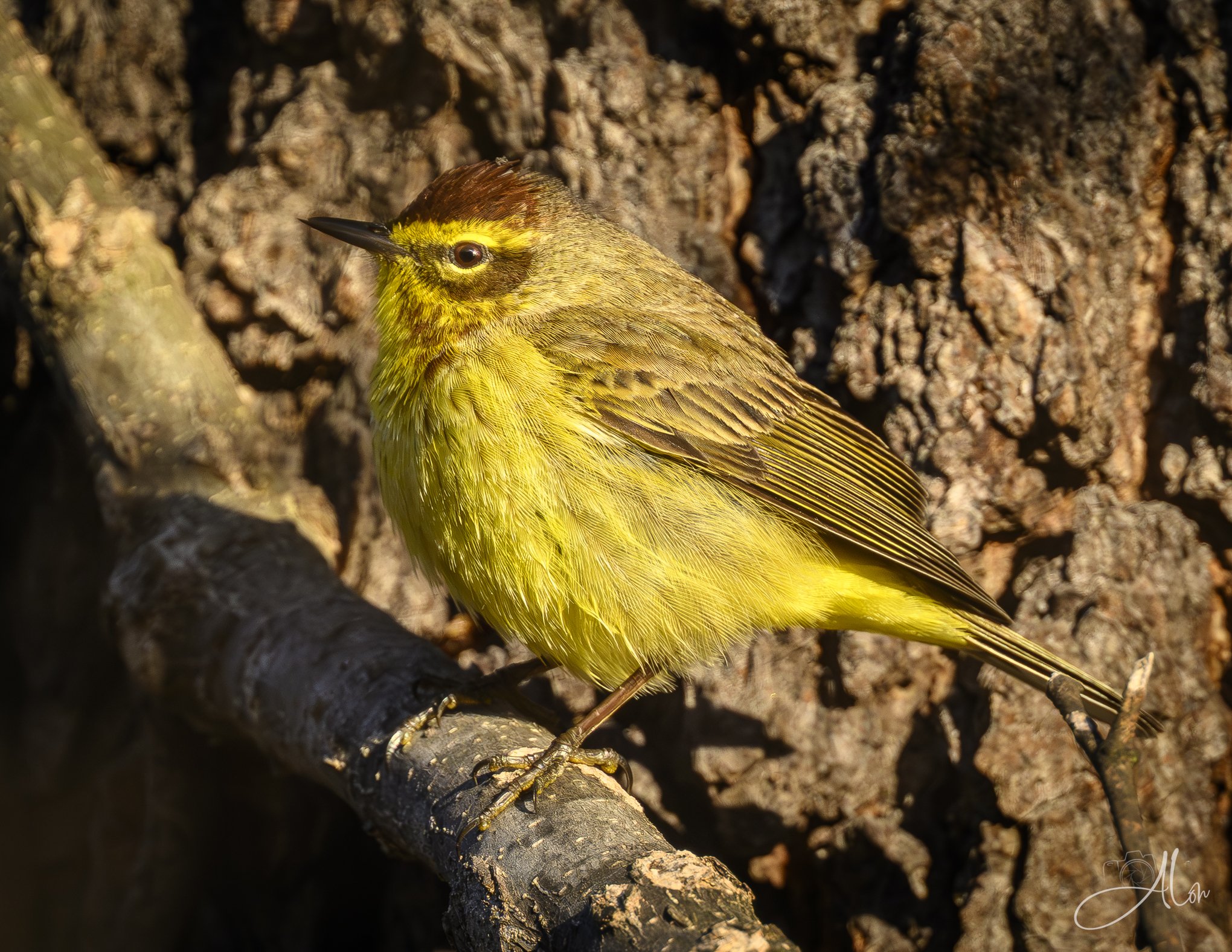 Sockeyed
(Palm Warbler)
0Z89842