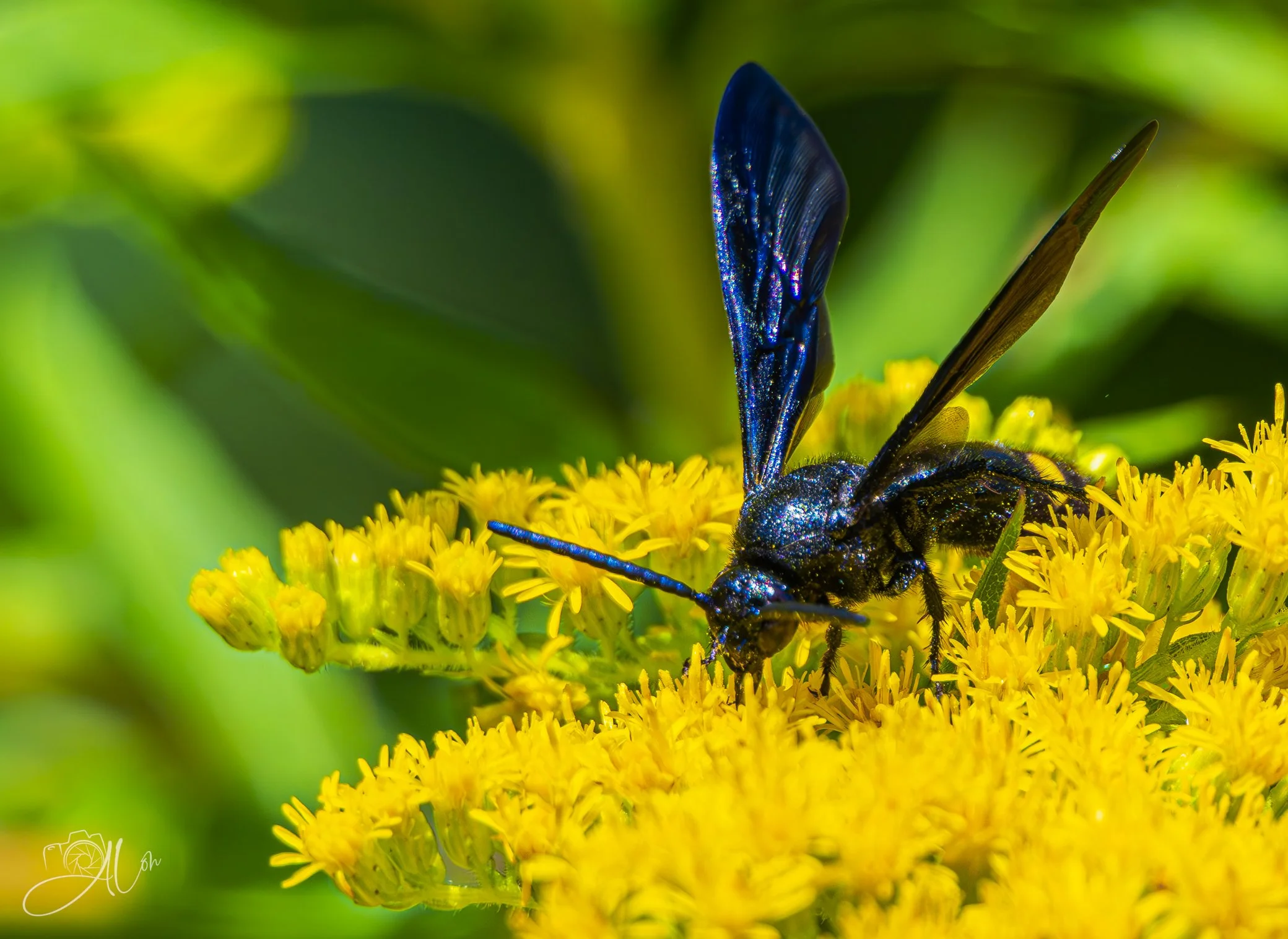 Nebulous
(Great Black Wasp)
0Z89771