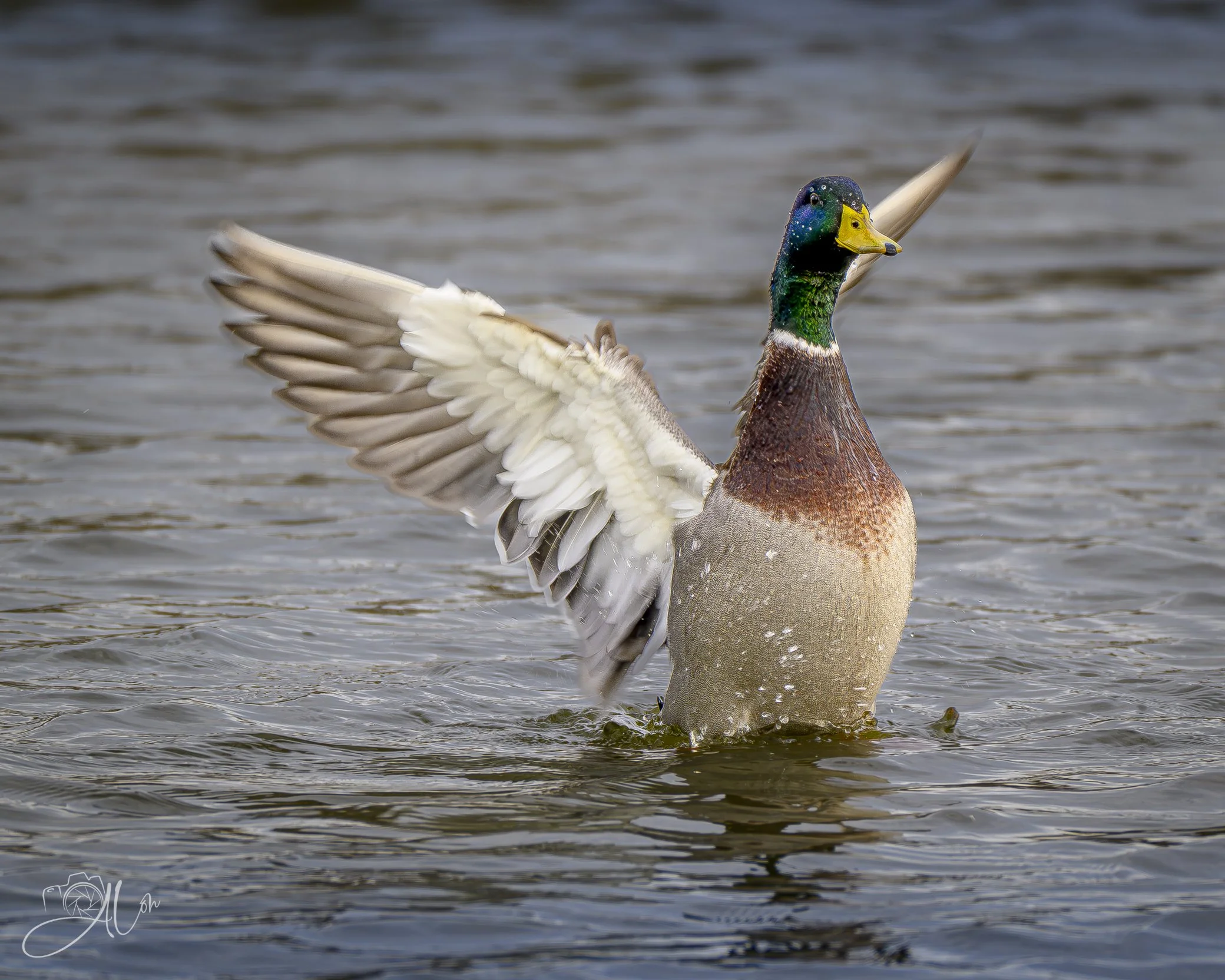 The Sky Is Falling!
(Mallard)
0Z84560
