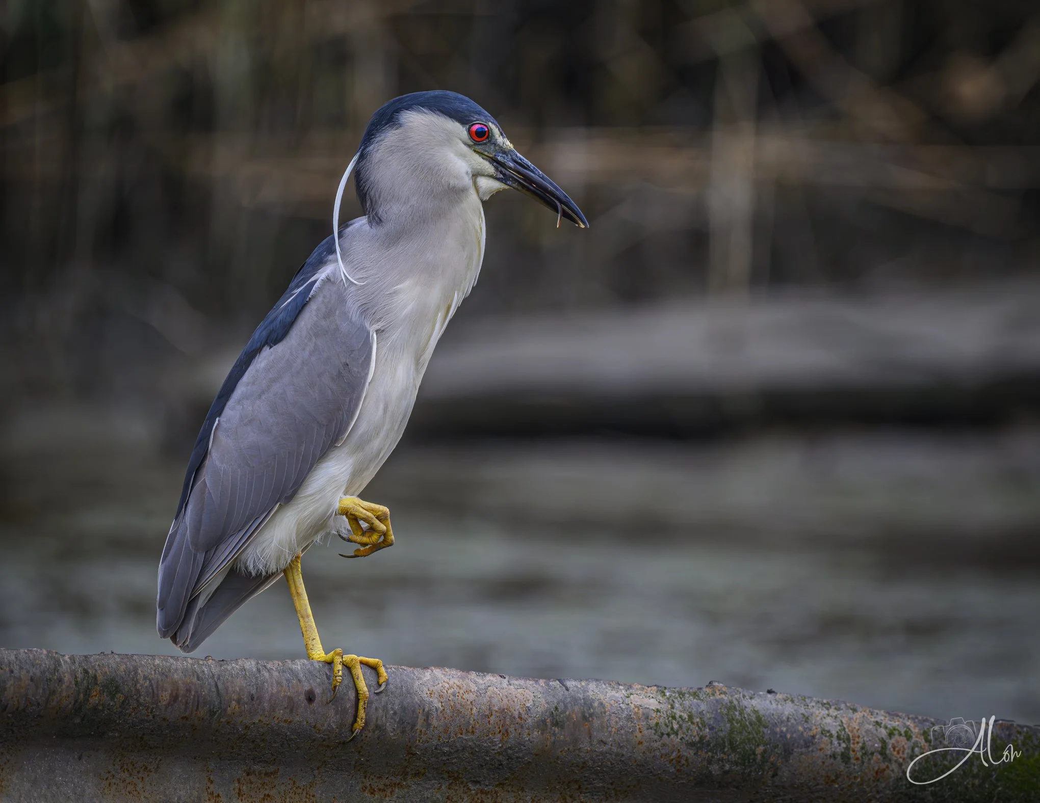 Tight Fisted (Black-Crowned Night Heron) Z8070526_2150