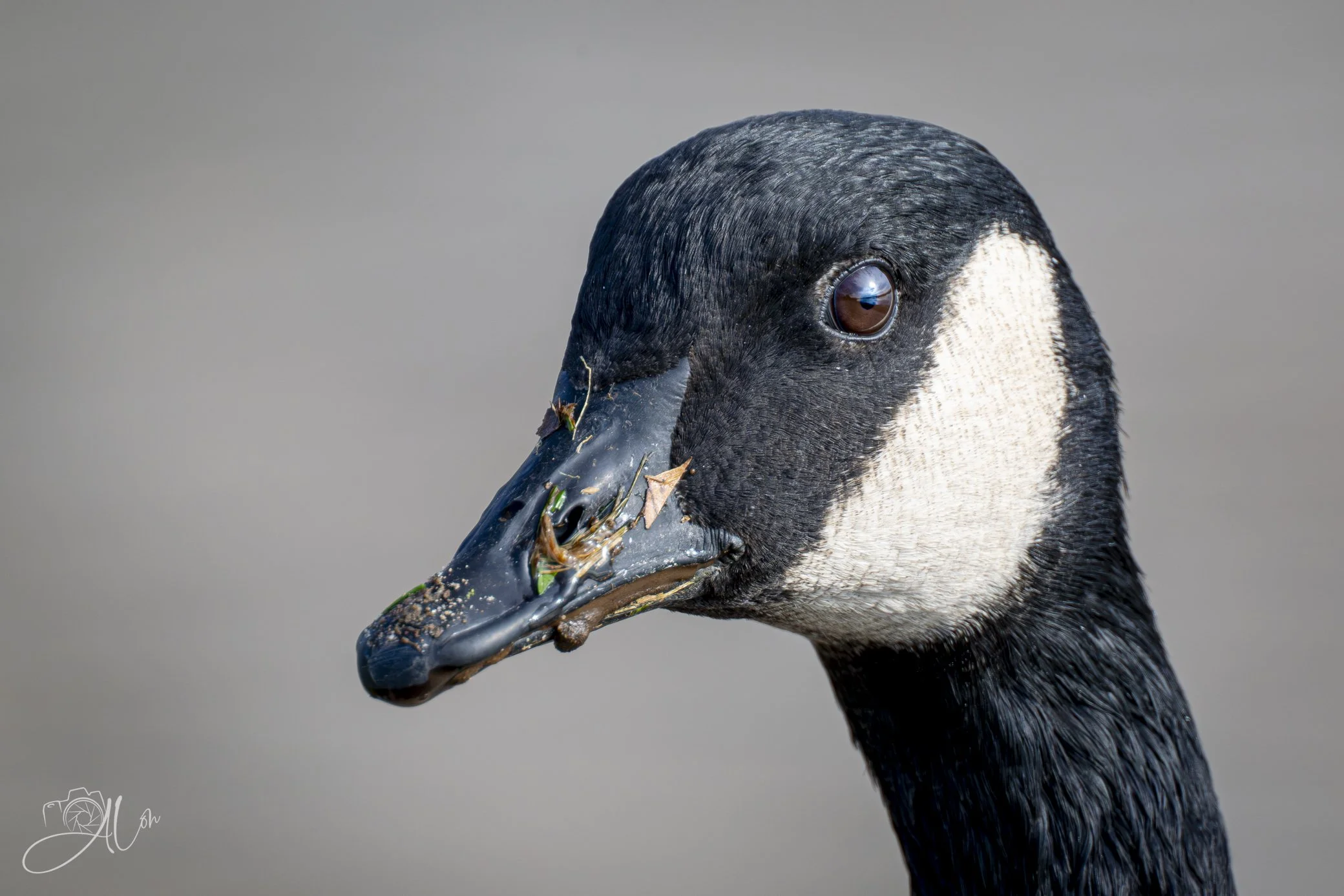 Jello Brand
(Canada Goose)
0Z89758