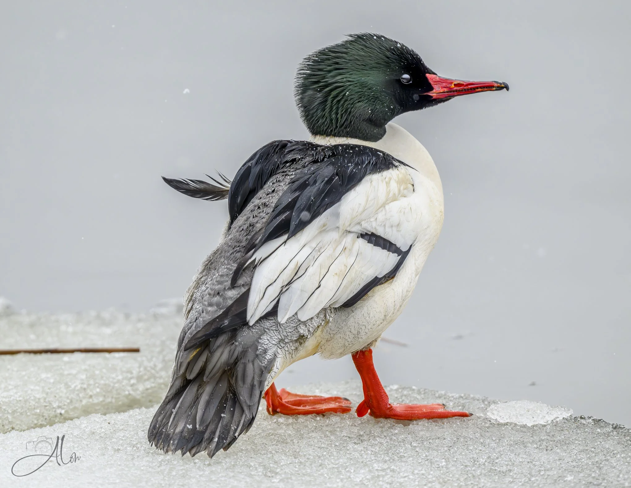 Go With the Floe
(Common Merganser)
0Z85133