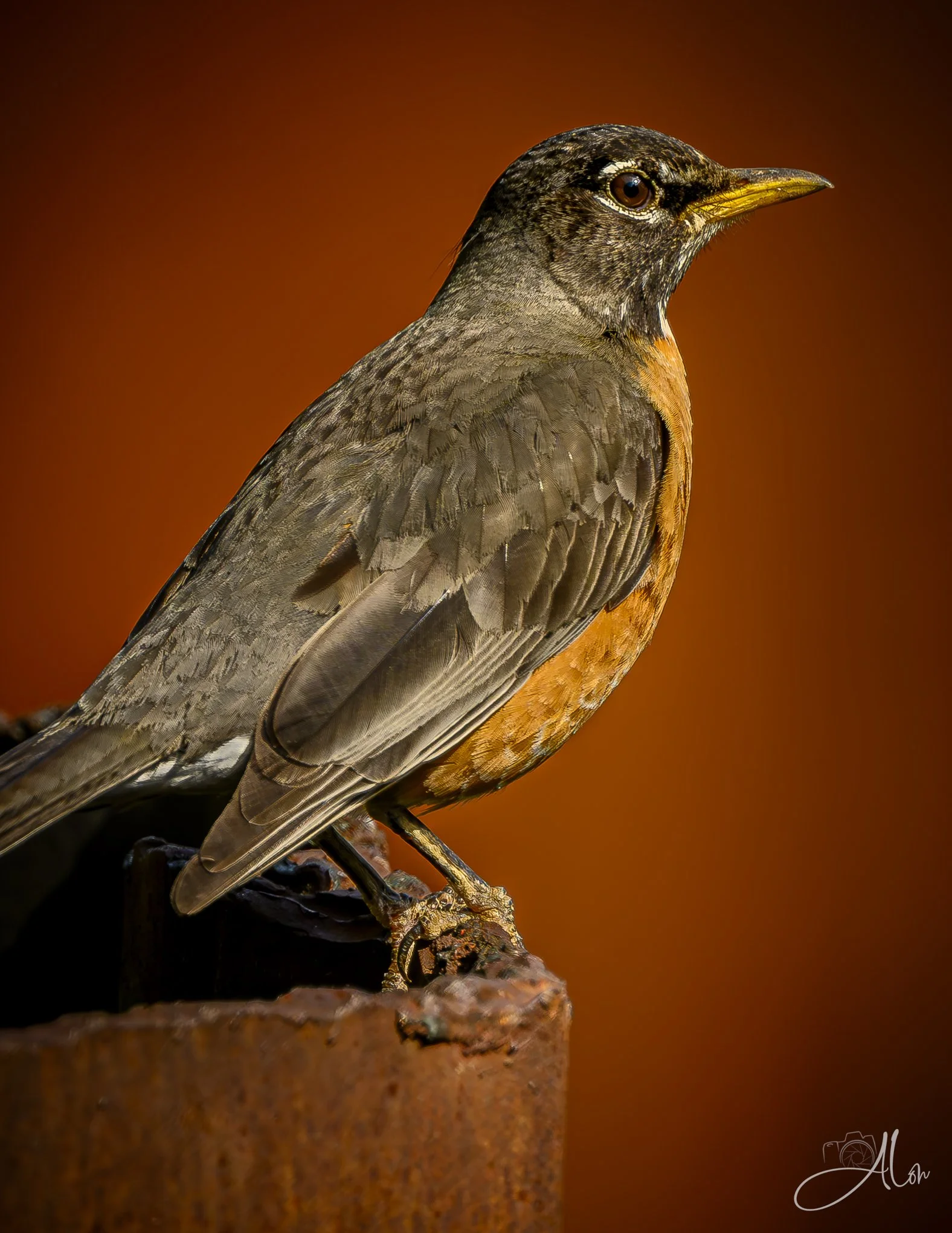 Rusted
(American Robin)
0Z82555