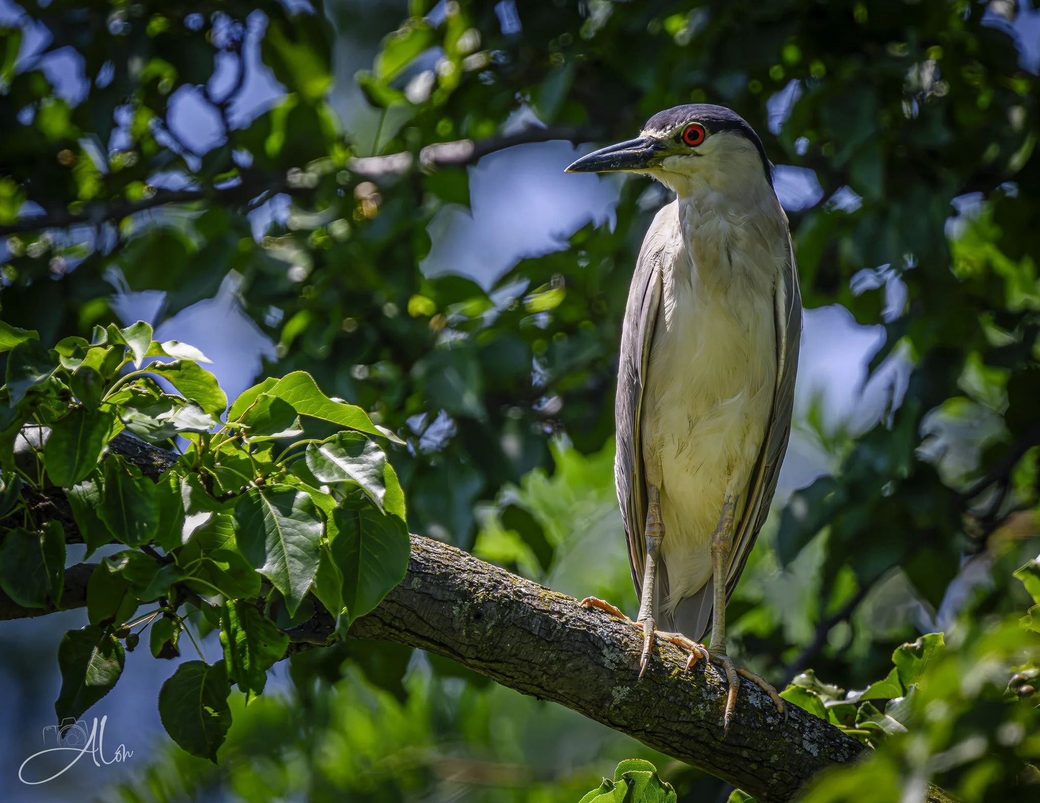 Don't Just Stand There (Black-Crowned Night Heron) Z8070426_0271
