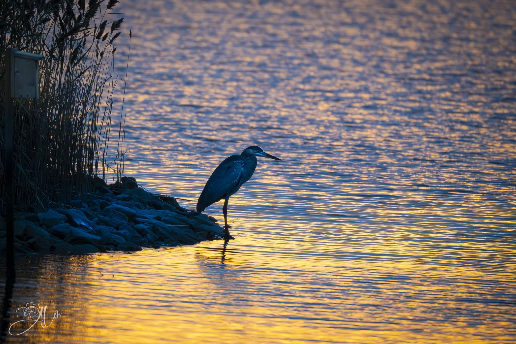 Shade of Sunset 3
(Great Blue Heron)
0Z83855