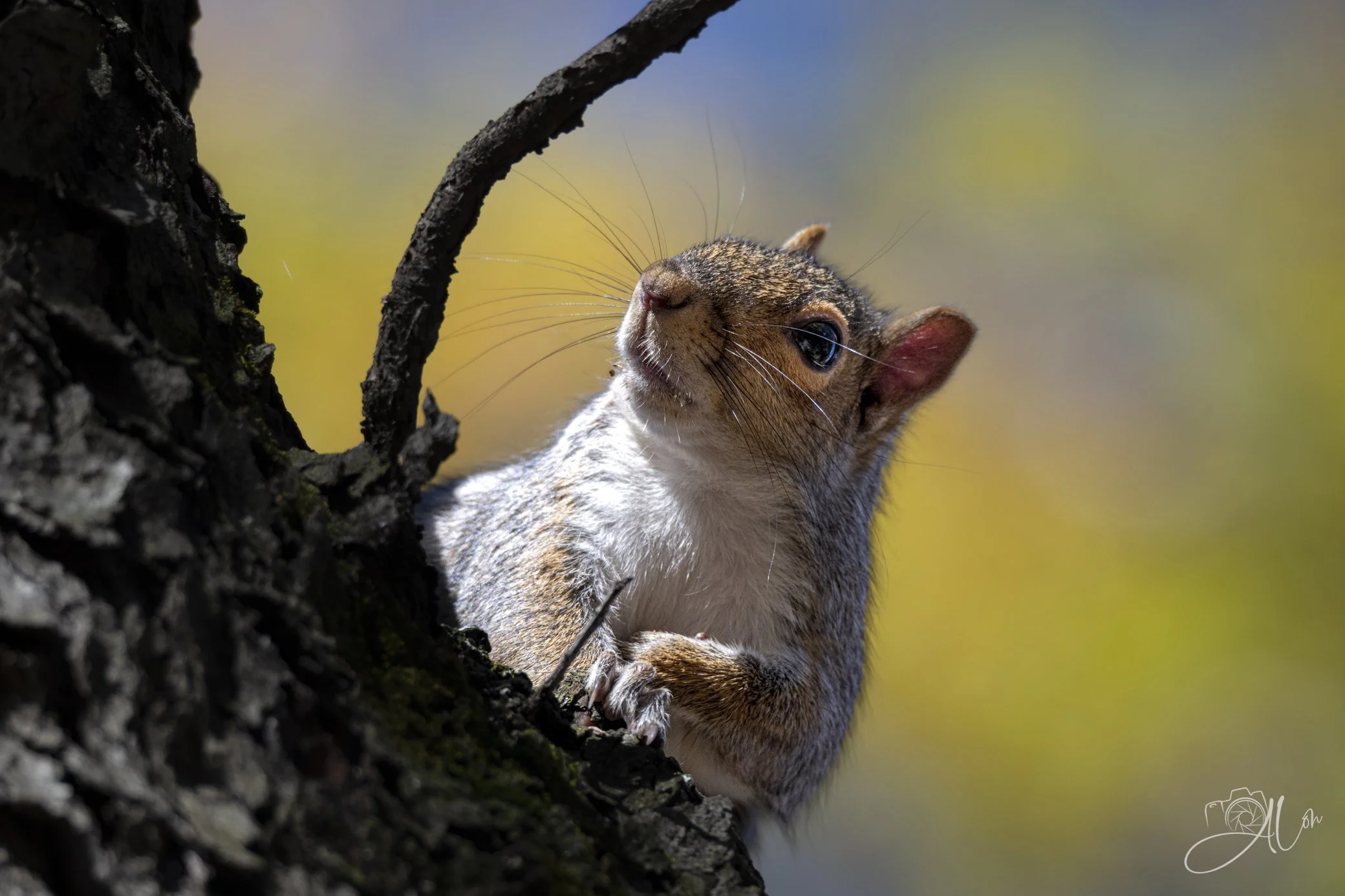 Mister Whiskers
(Eastern Gray Squirrel)
0Z84034