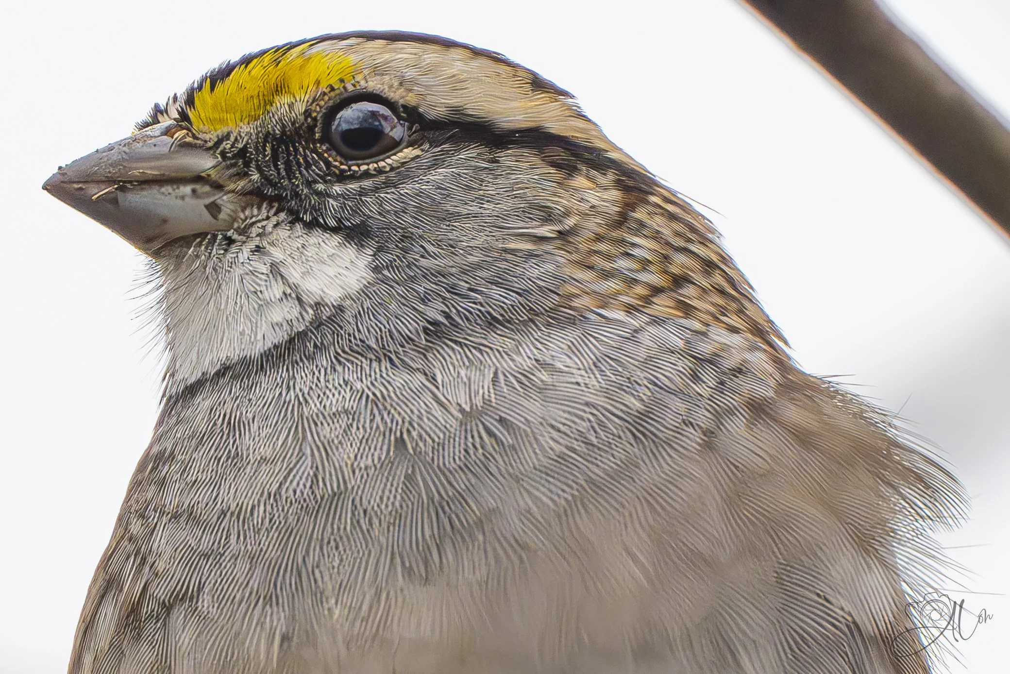 Goldeneye (brows)
(White-Throated Sparrow)
0Z80246