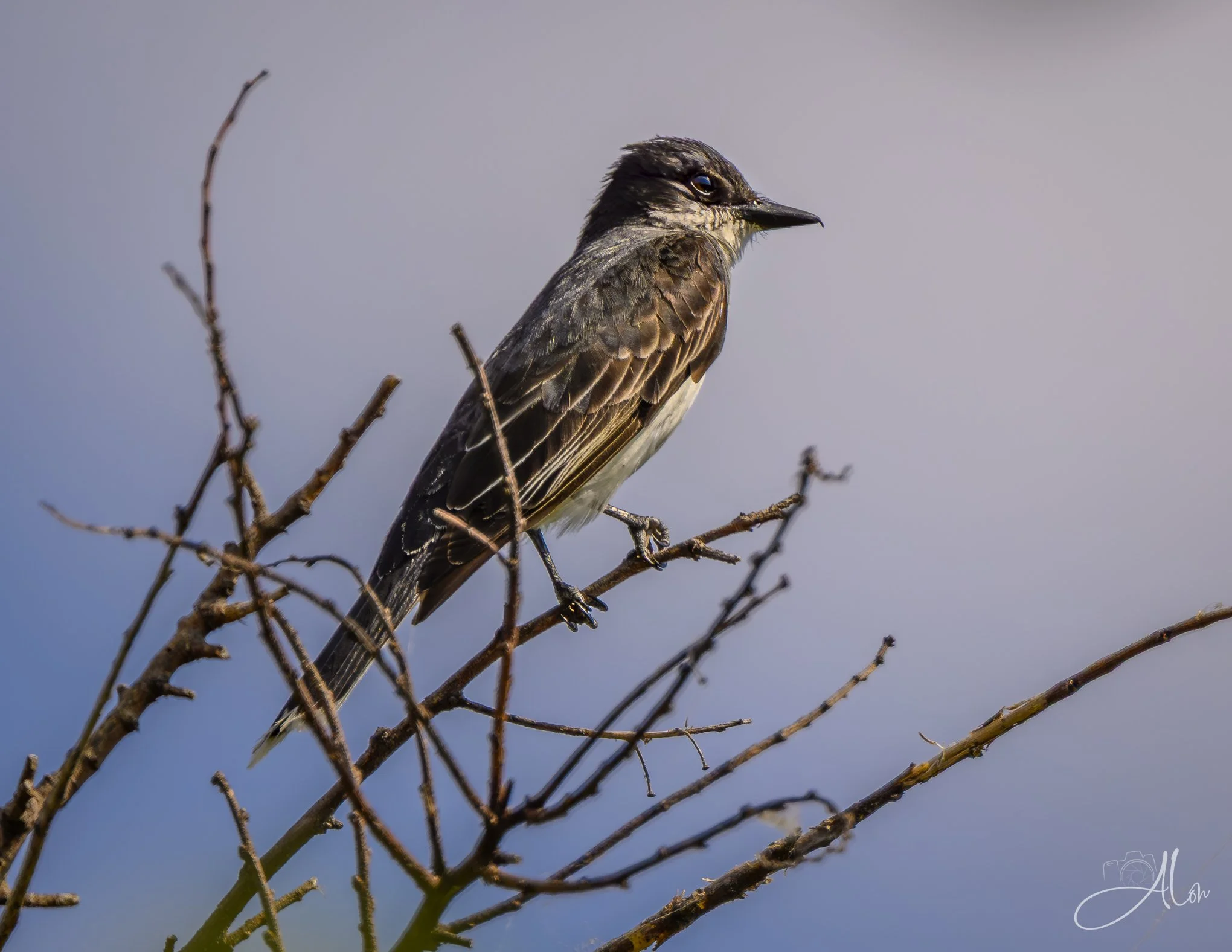 En Garde (Eastern Kingbird) Z8062126_9059