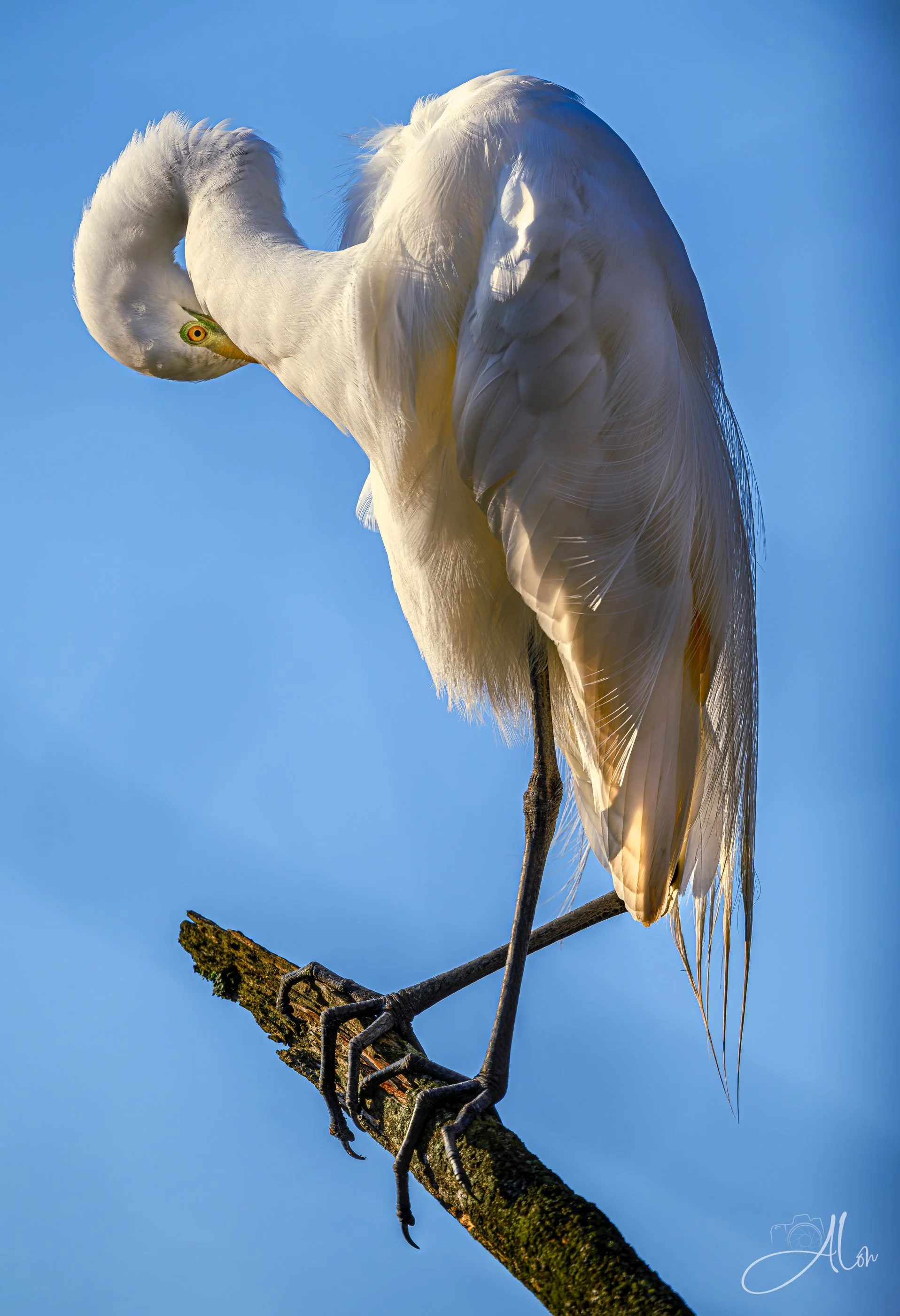 Shyness (Great Egret) 0Z83984