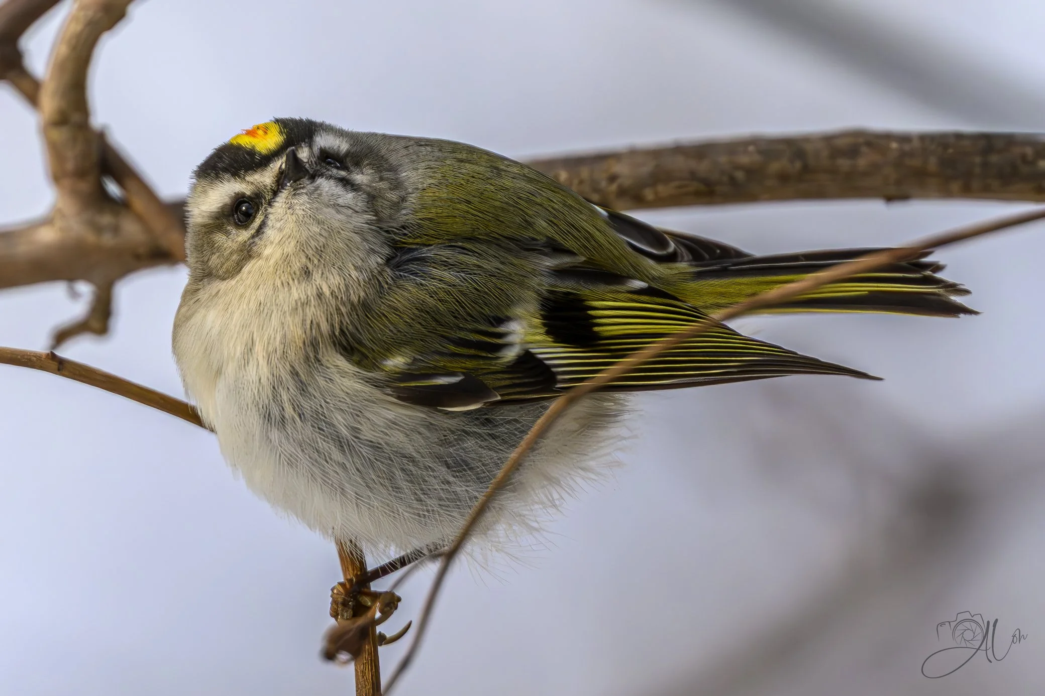 Racing Stripe
(Orange-Crowned Kinglet)
0Z83981