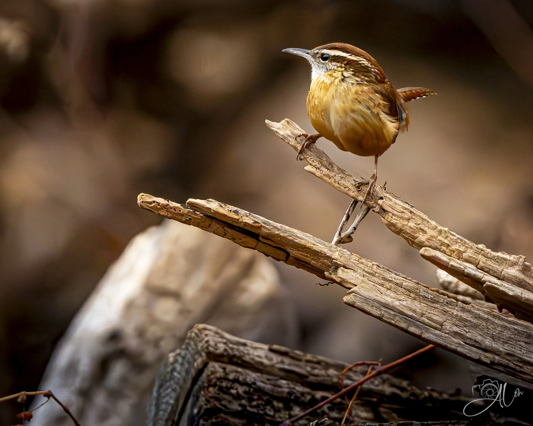 Center Stage Crooner
(Carolina Wren)
0Z81727