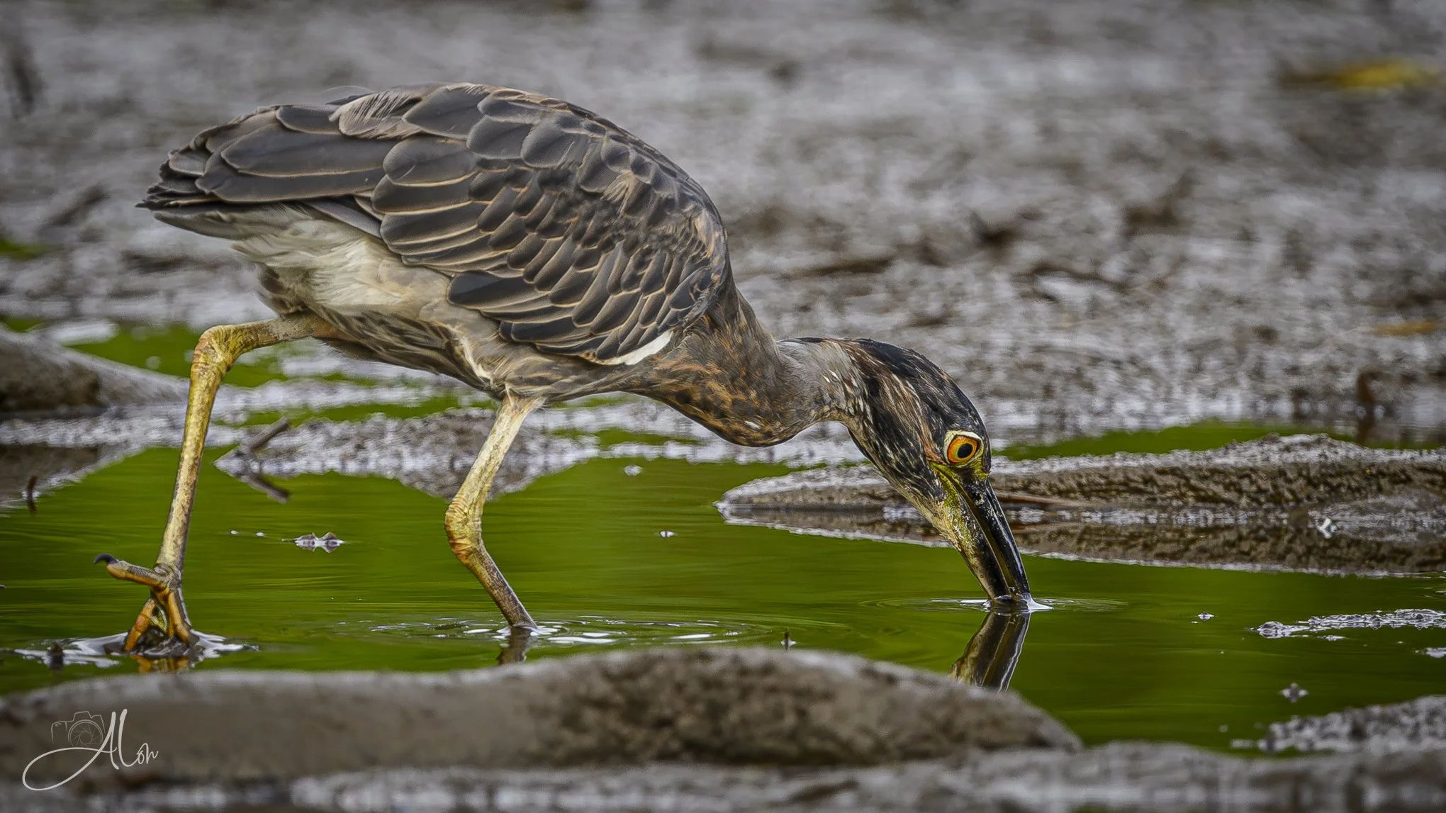 Nuclear Firmament (Yellow-Crowned Night Heron) _0Z84027