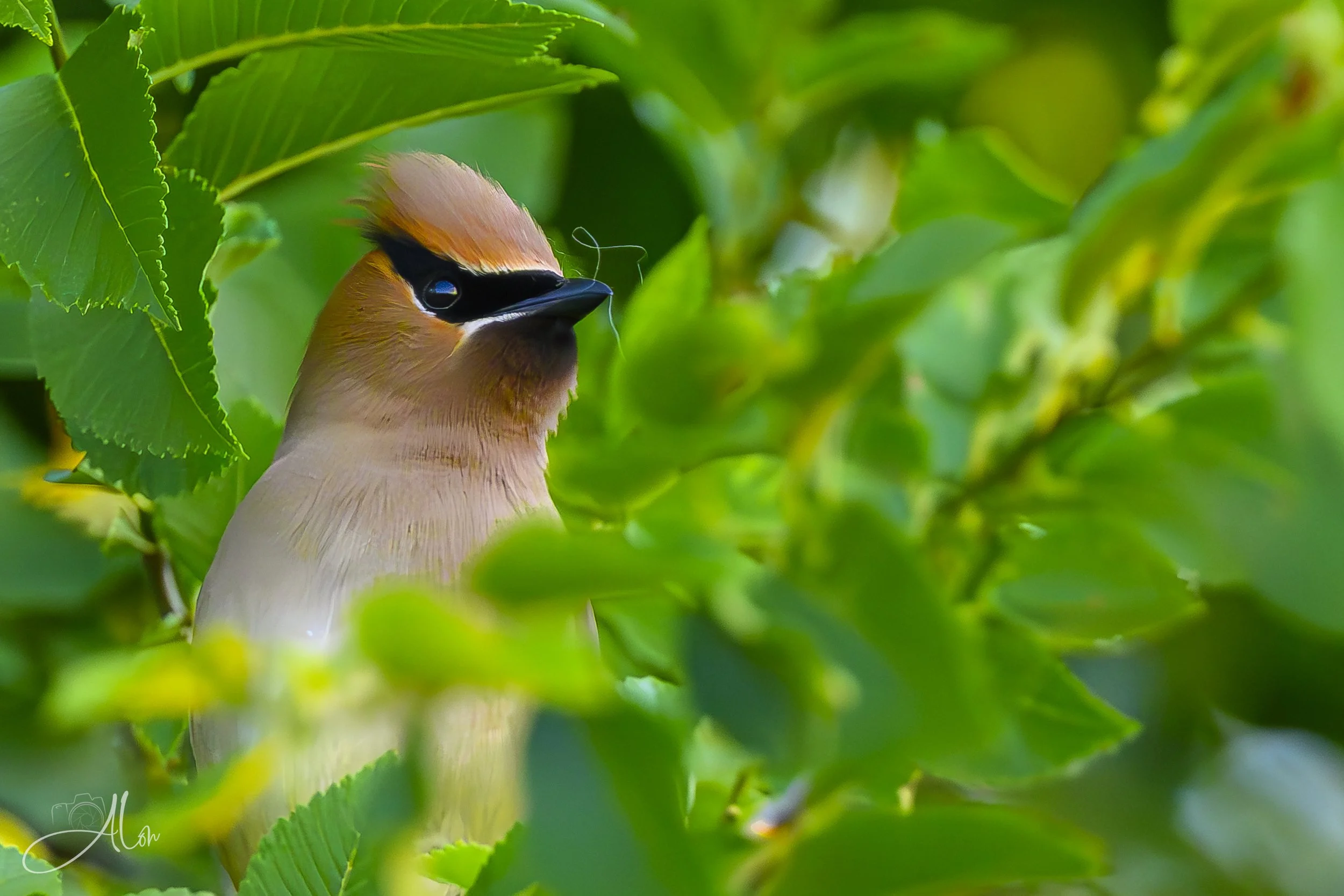 Cedar Waxwing