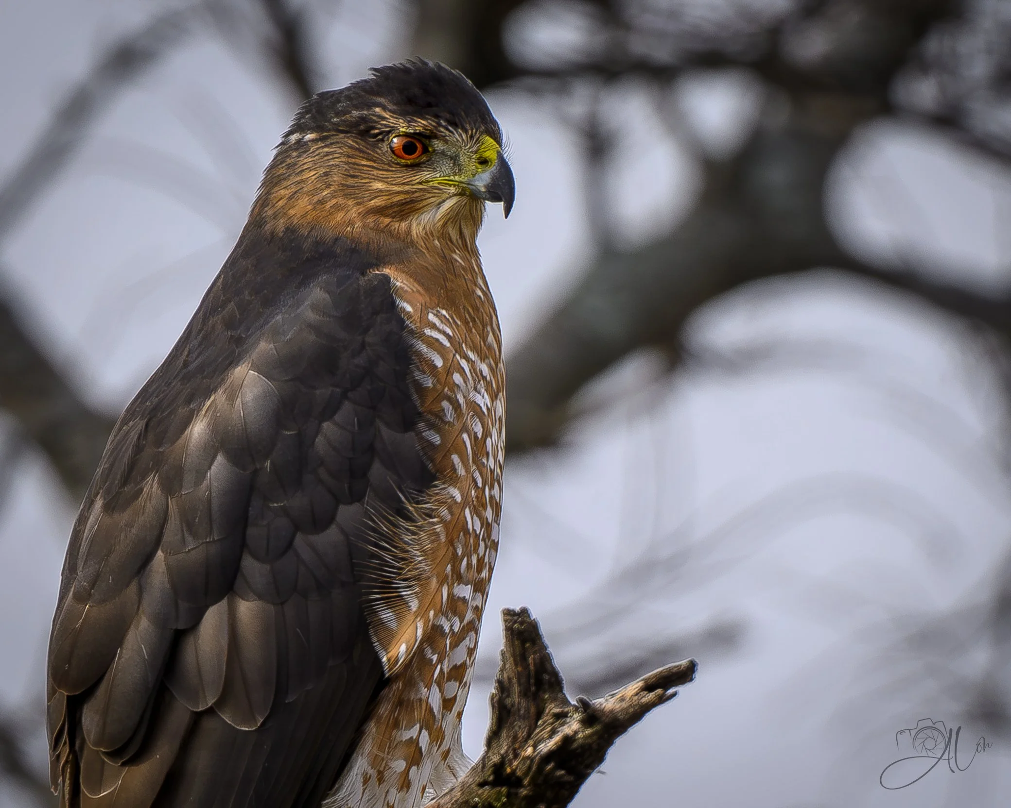 Stoned
(Cooper's Hawk)
0Z85770