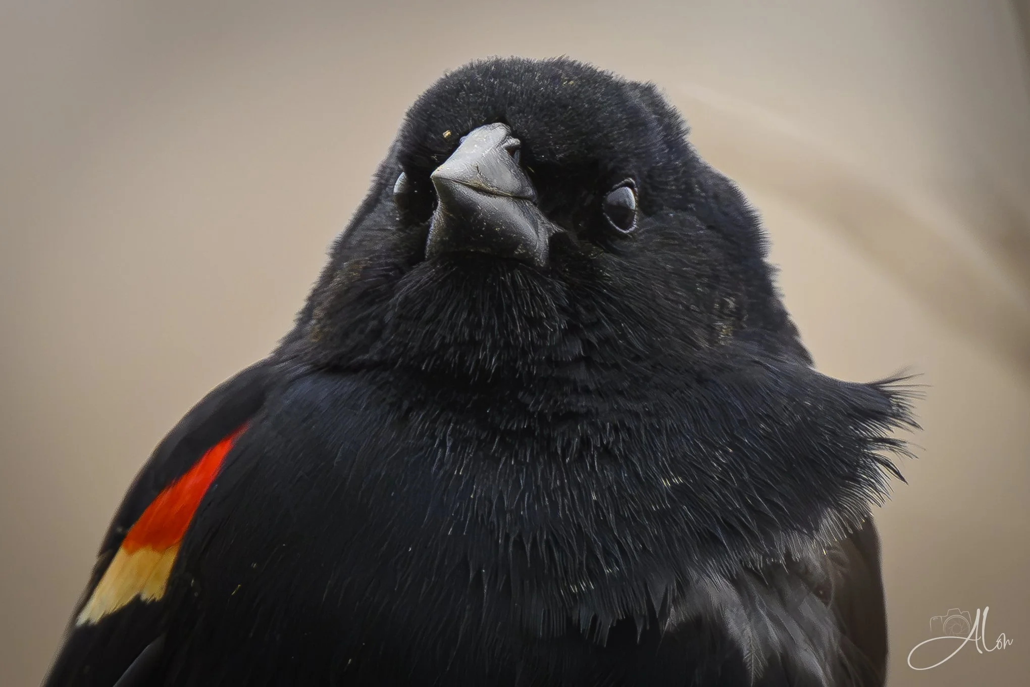 I Double-Dog Dare You
(Red-Winged Blackbird)
0Z83680