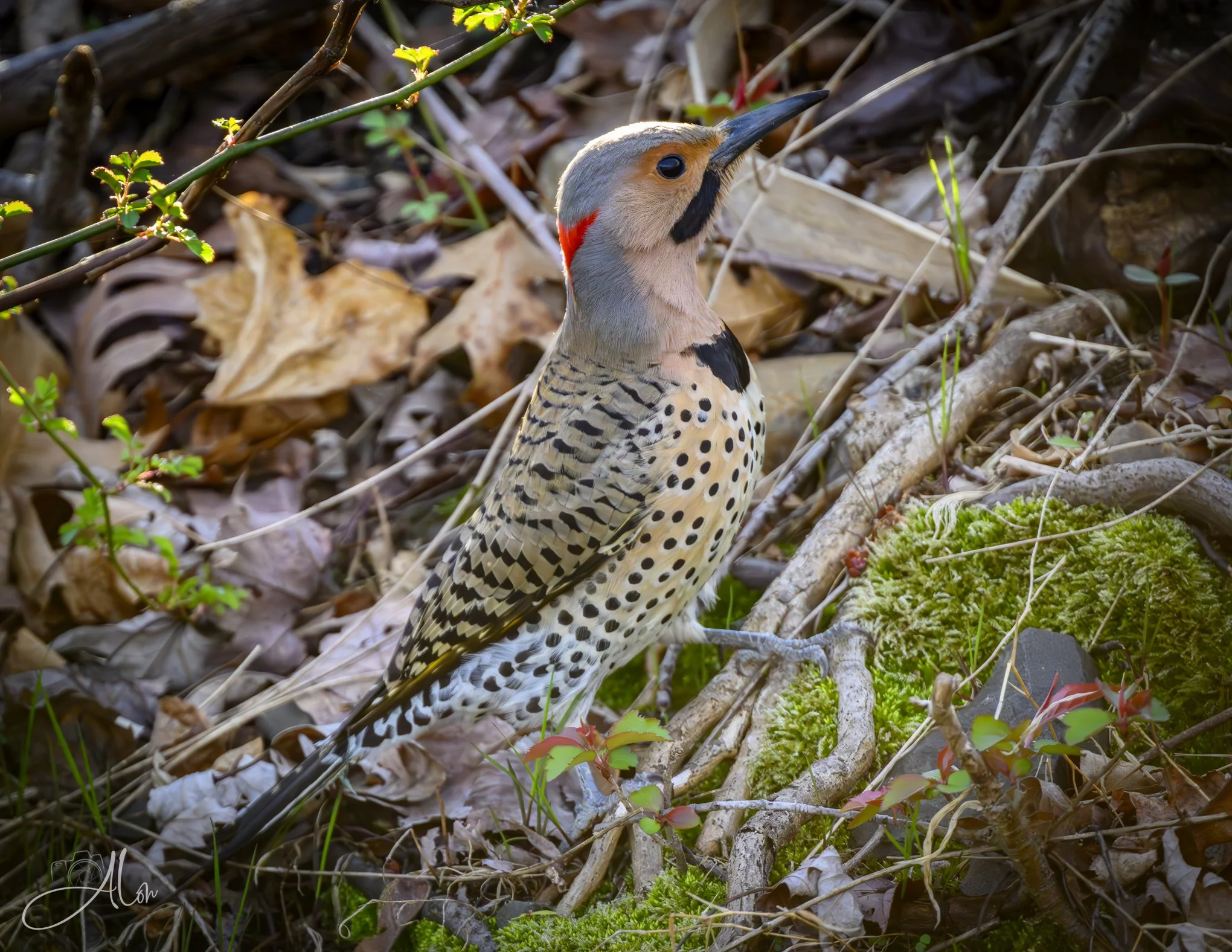 Faux Bill
(Northern Flicker)
0Z81713