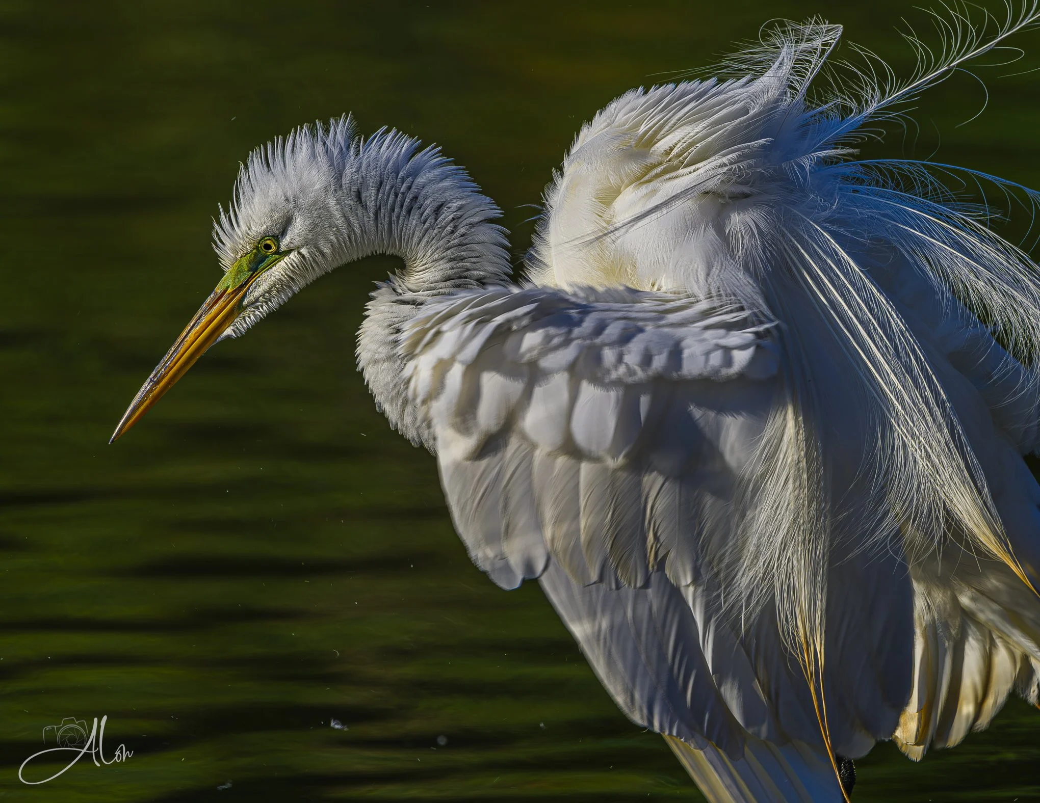 Scruffy (Great Egret) 06-17-26_0Z8_3126