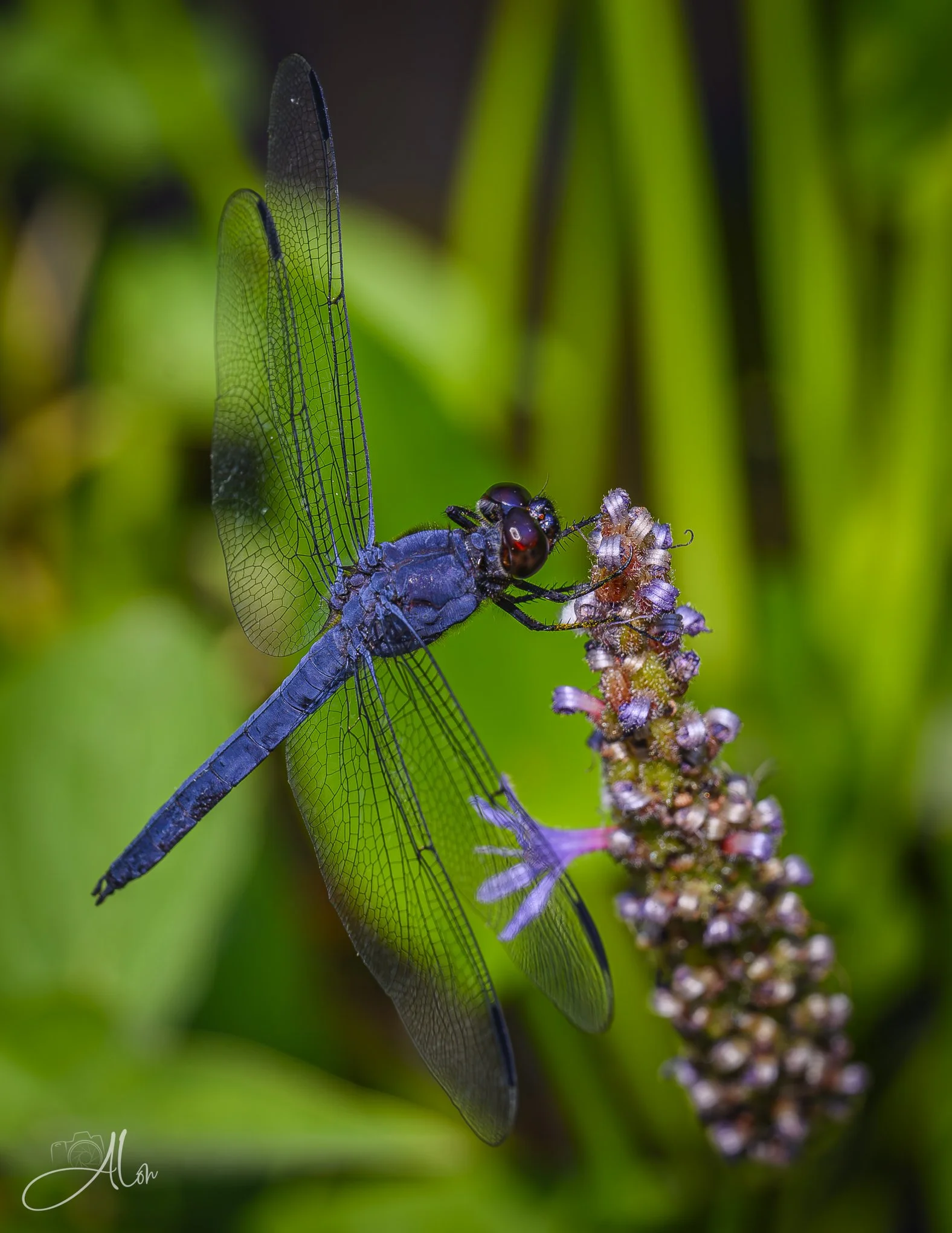 Blue Chopper (Some type of Dragonfly) 072526_8329