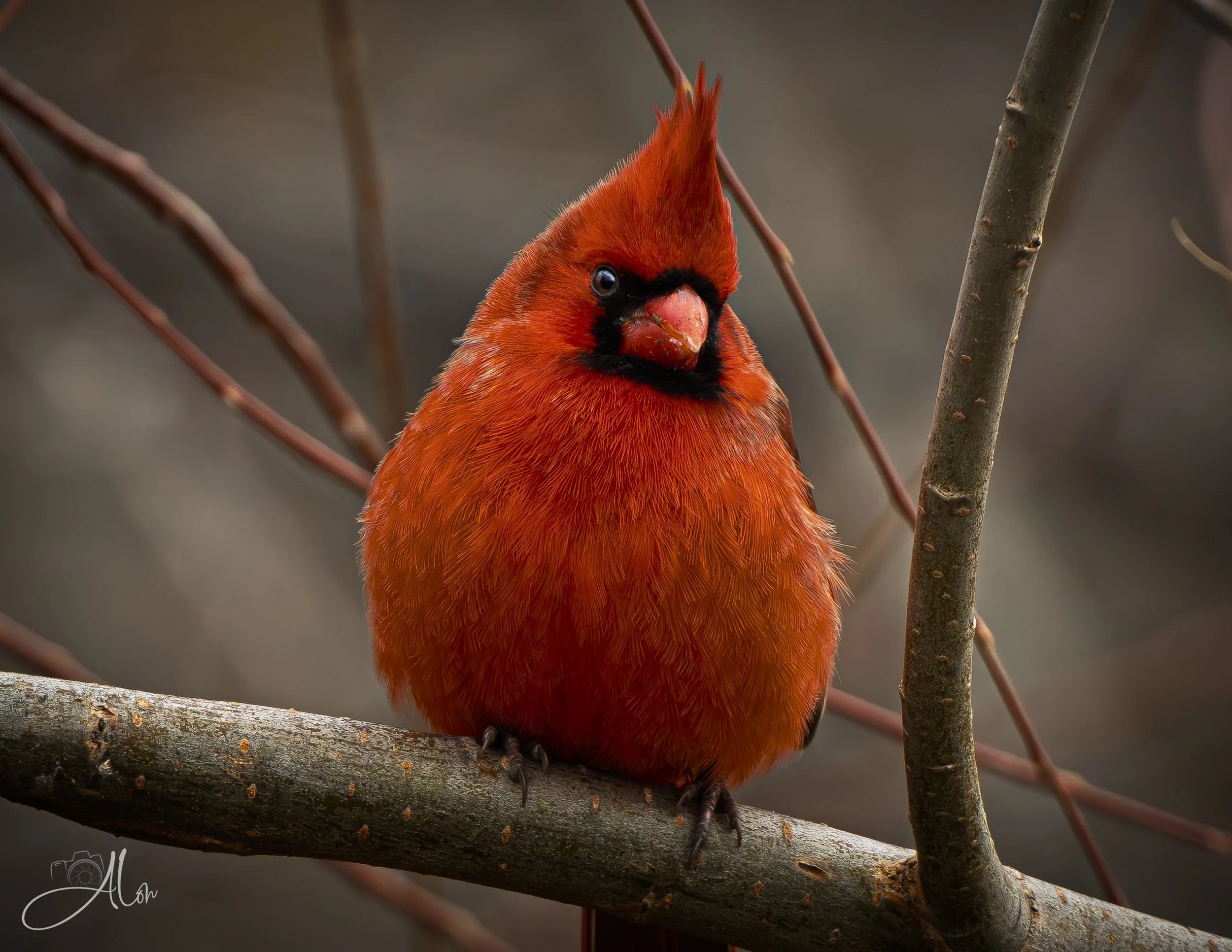 Hershey's Kiss (Northern Cardinal) 0Z85308