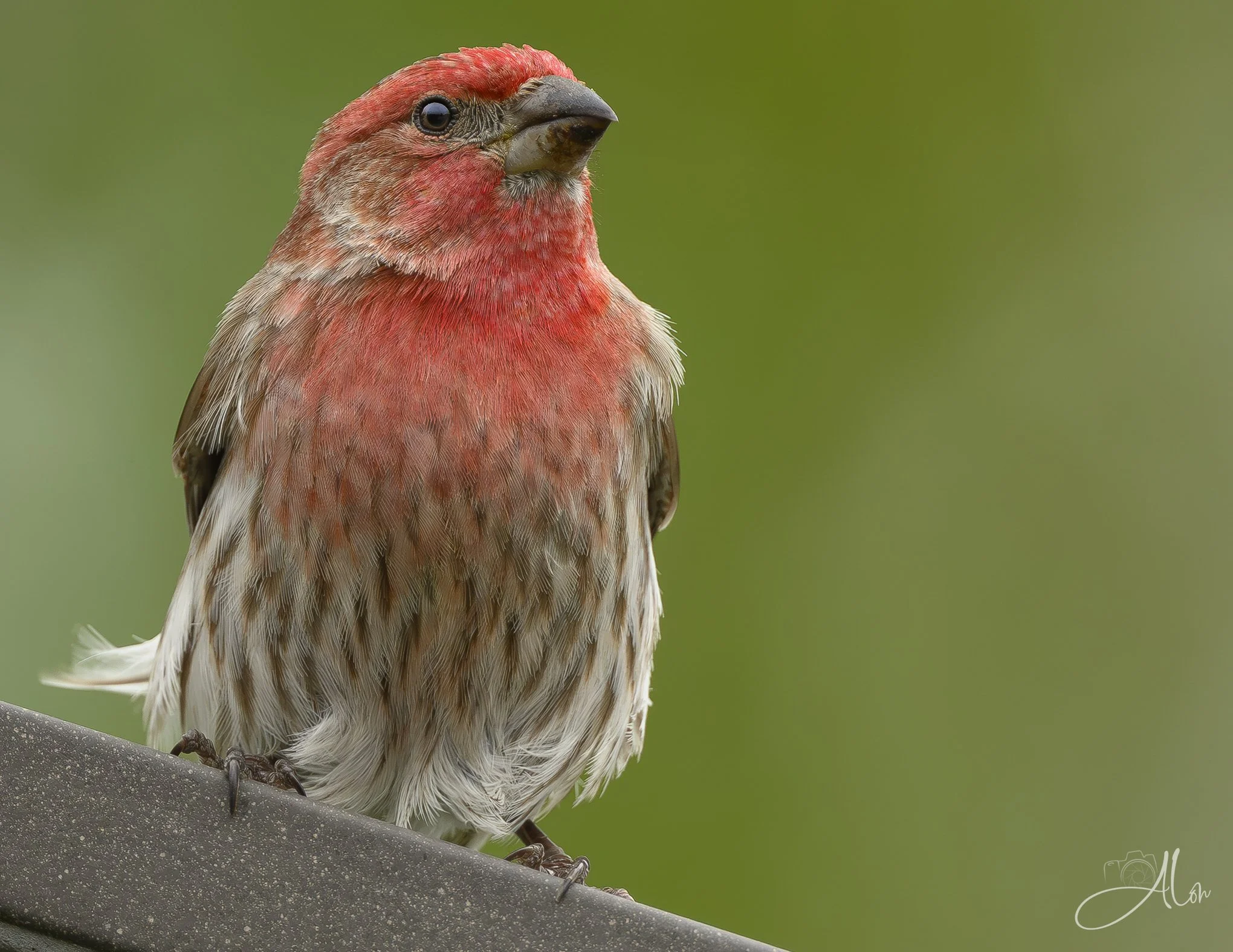 The Inspector
(House Finch)
0Z89618
