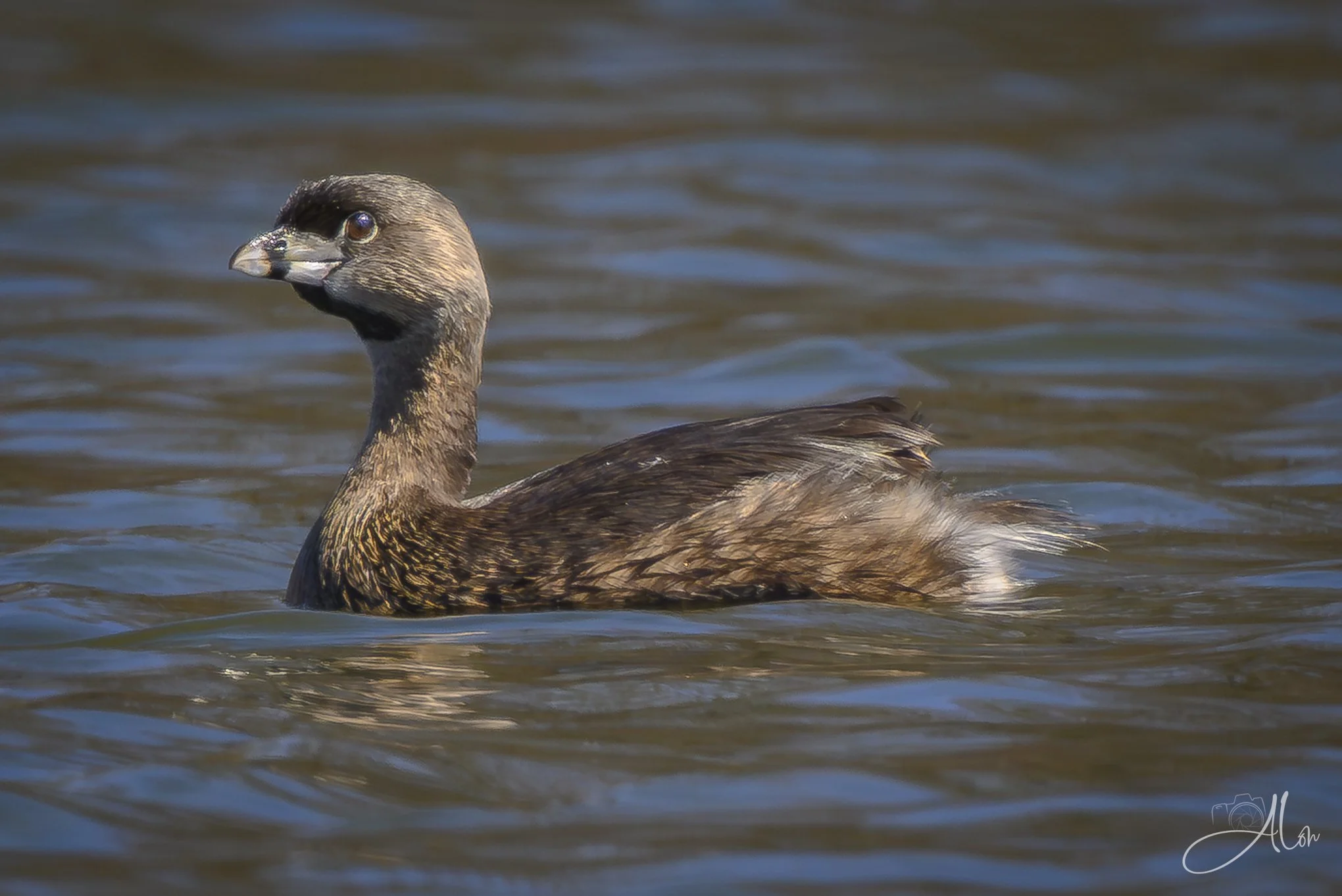Inquisitive
(Pied-Billed Grebe)
0Z86130