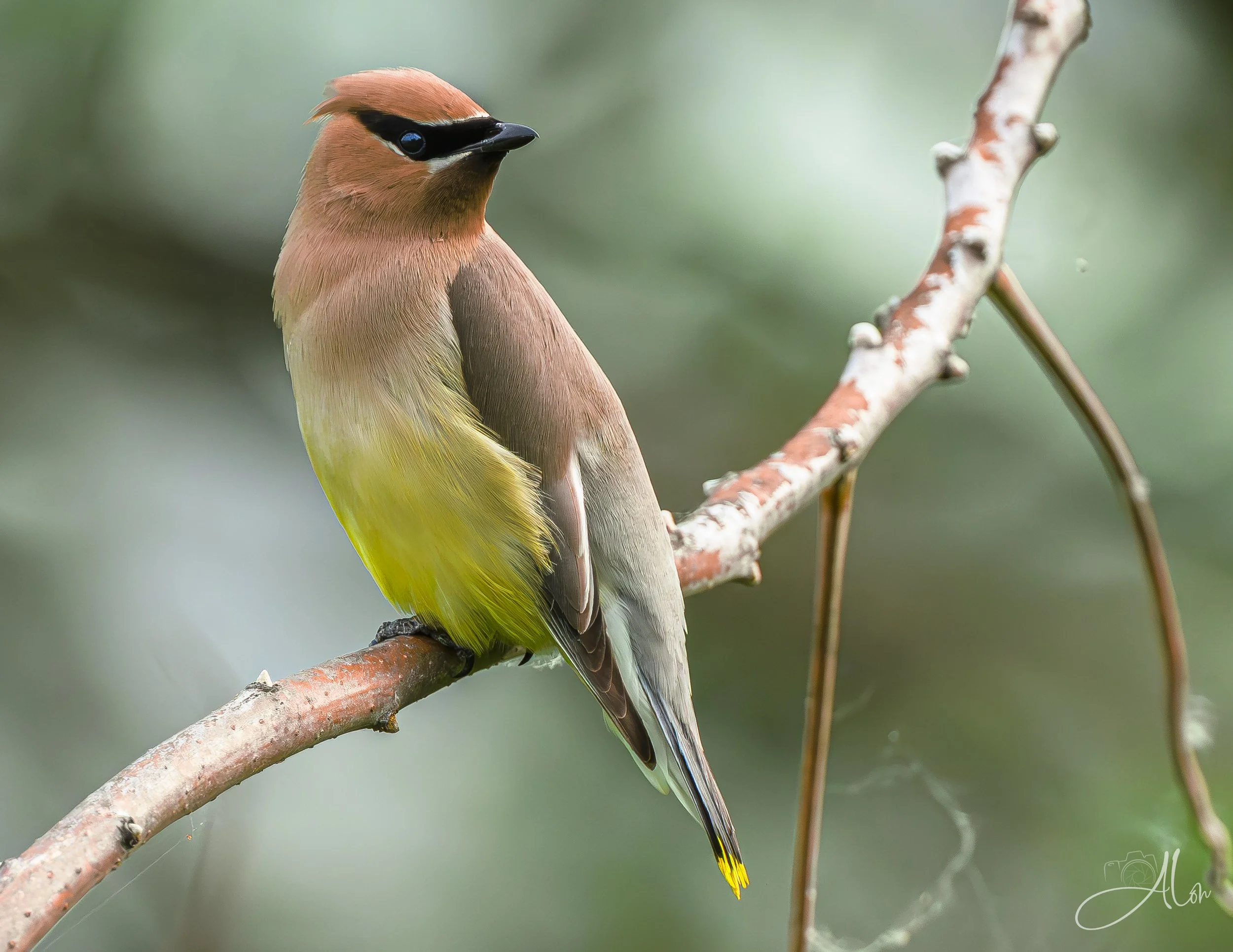 Cedar Waxwing