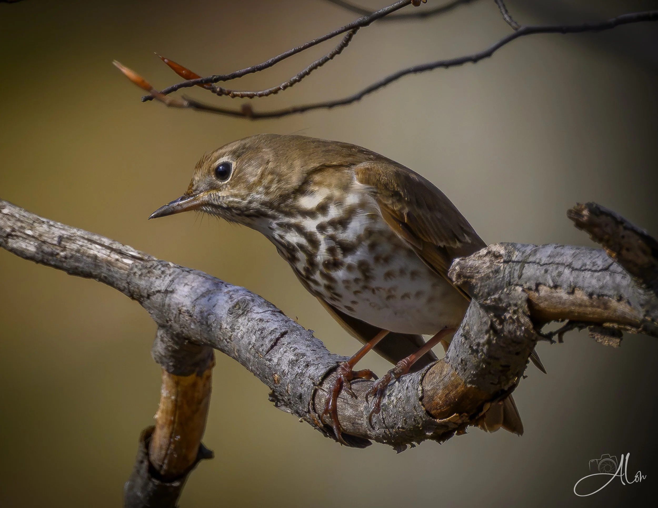 All the Right Curves (Hermit Thrush) 0Z89365